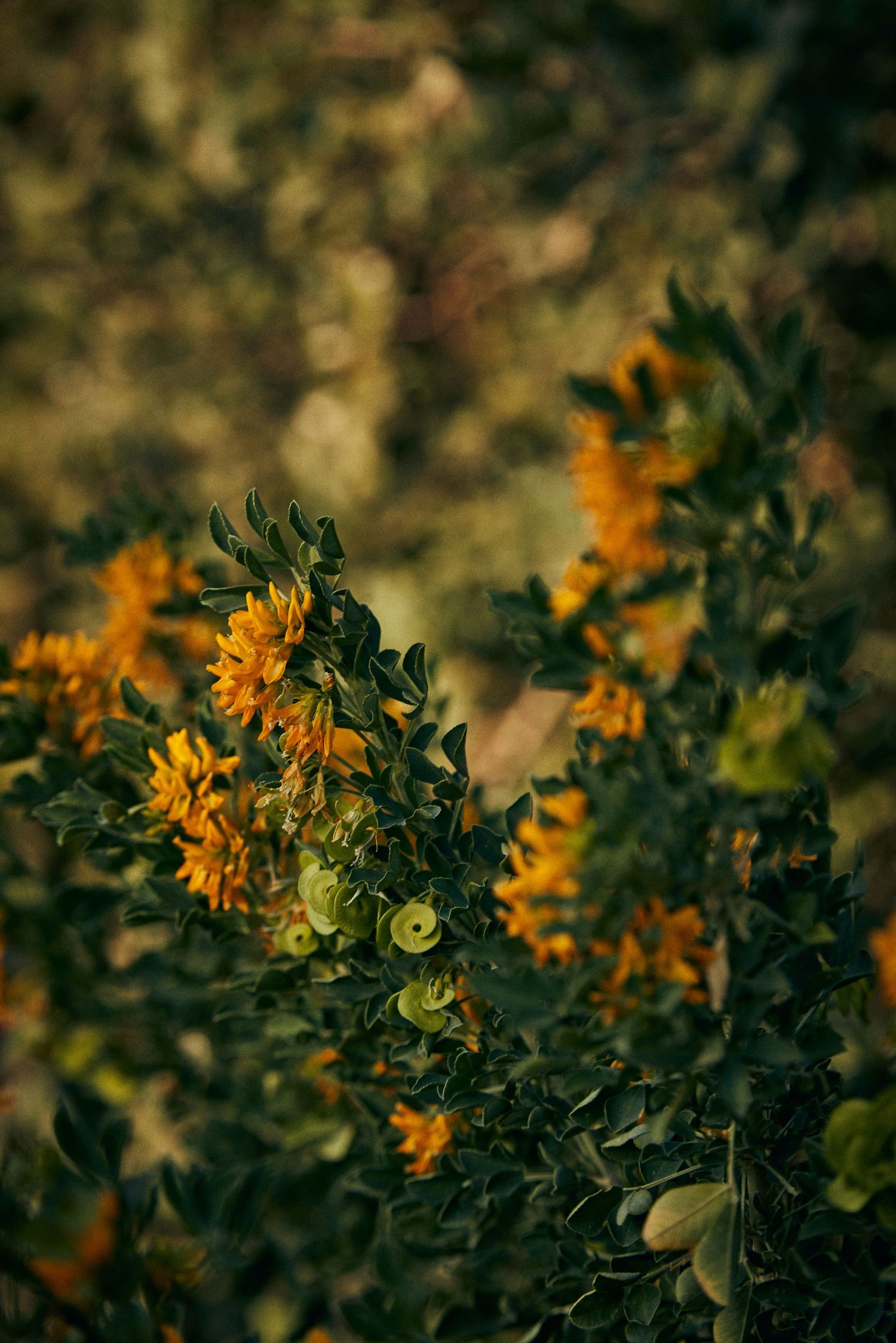 Orange flowers bloom among dark green foliage in moody garden lighting.