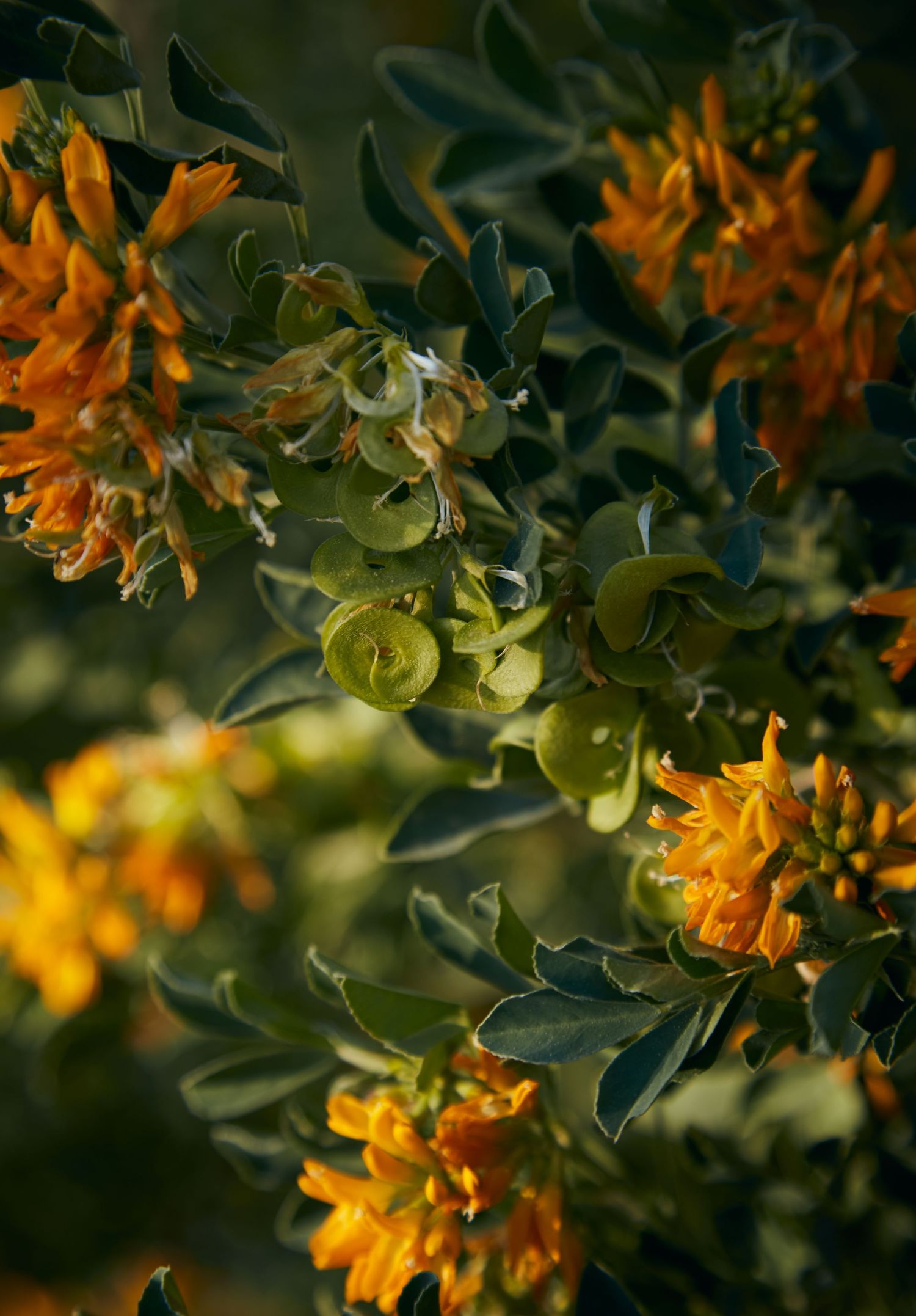 Orange blossoms and green leaves create depth in dramatic natural lighting.