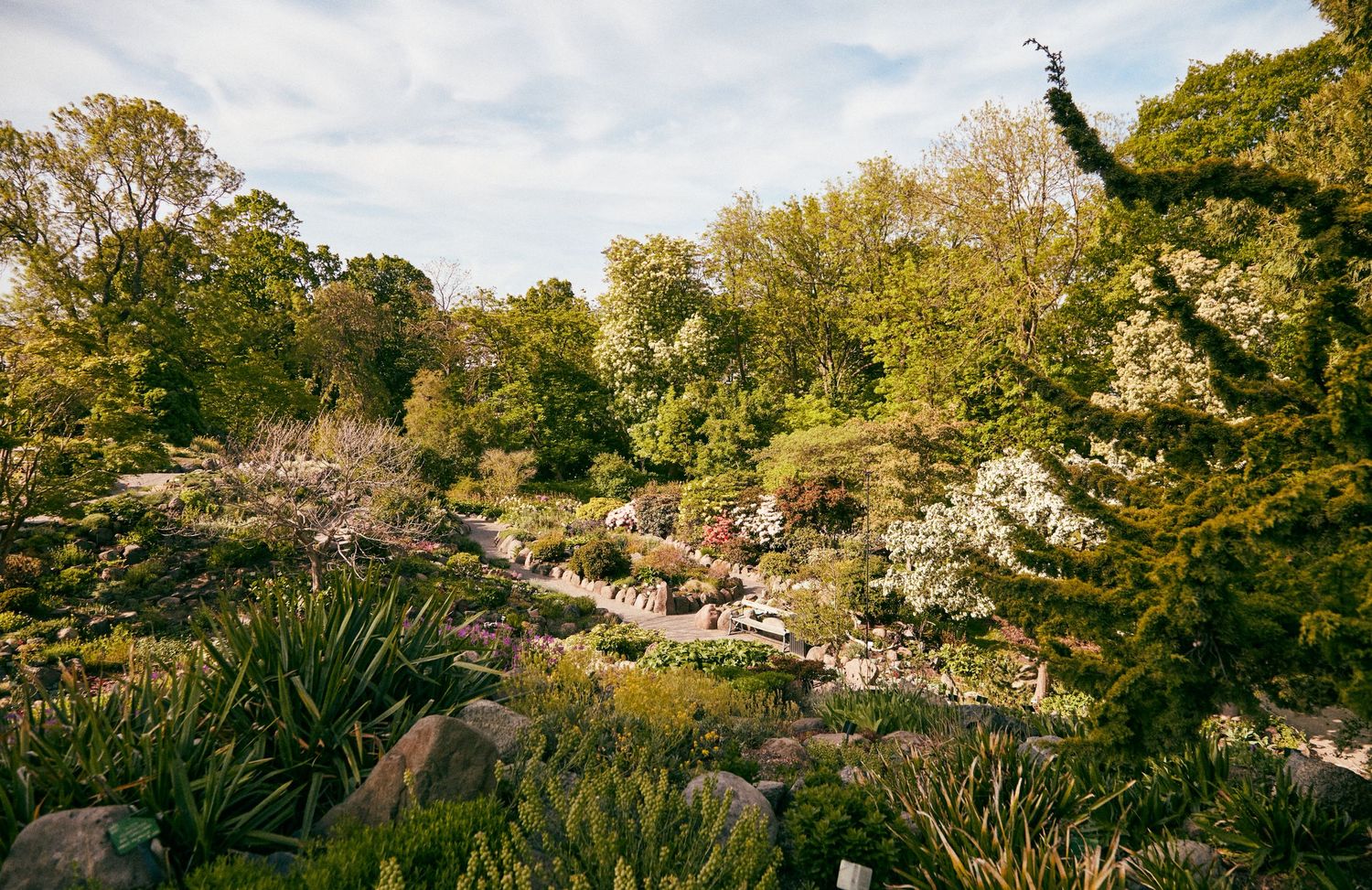 A scenic rock garden with flowering plants and trees in a natural landscape setting.
