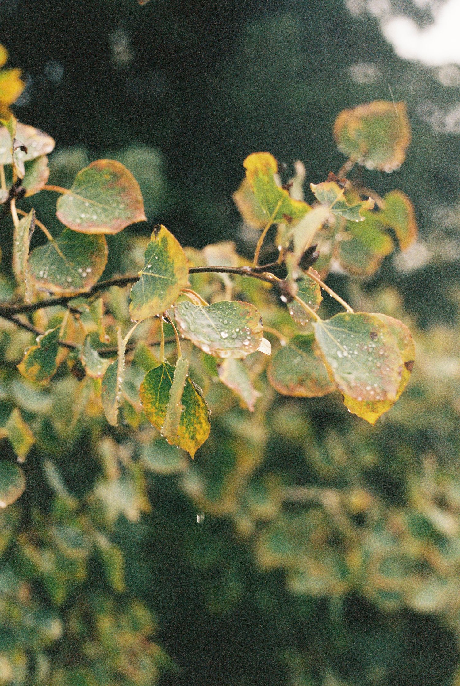 Wet green leaves with water droplets in soft natural lighting.
