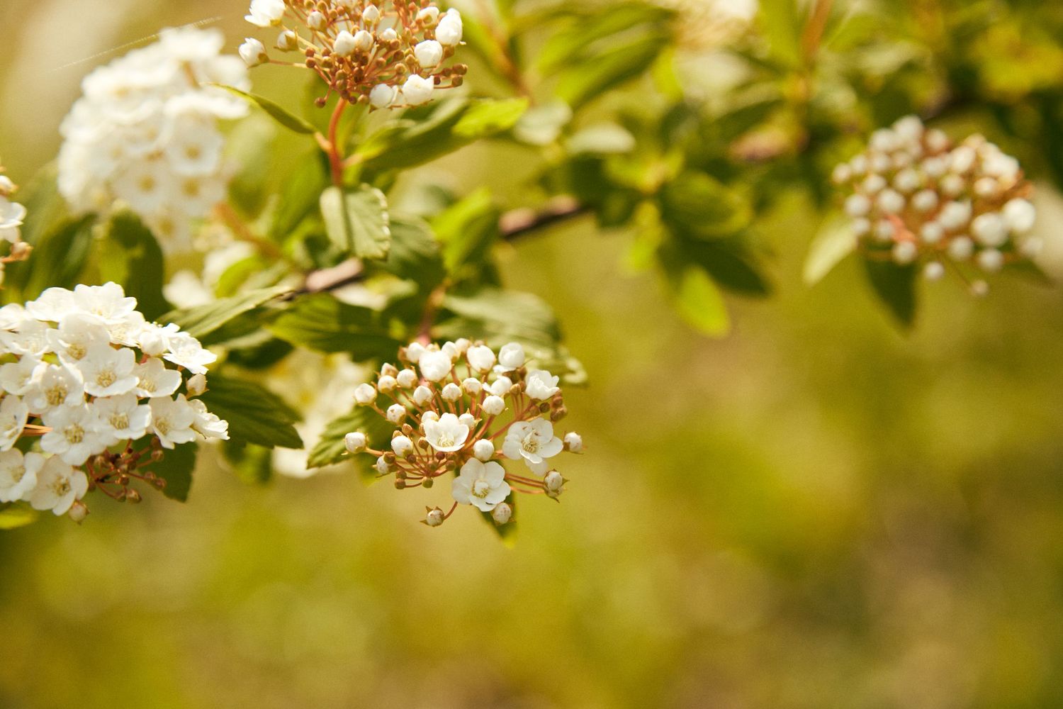 White spring blossoms with tiny clustered petals branch out against blurred green foliage.