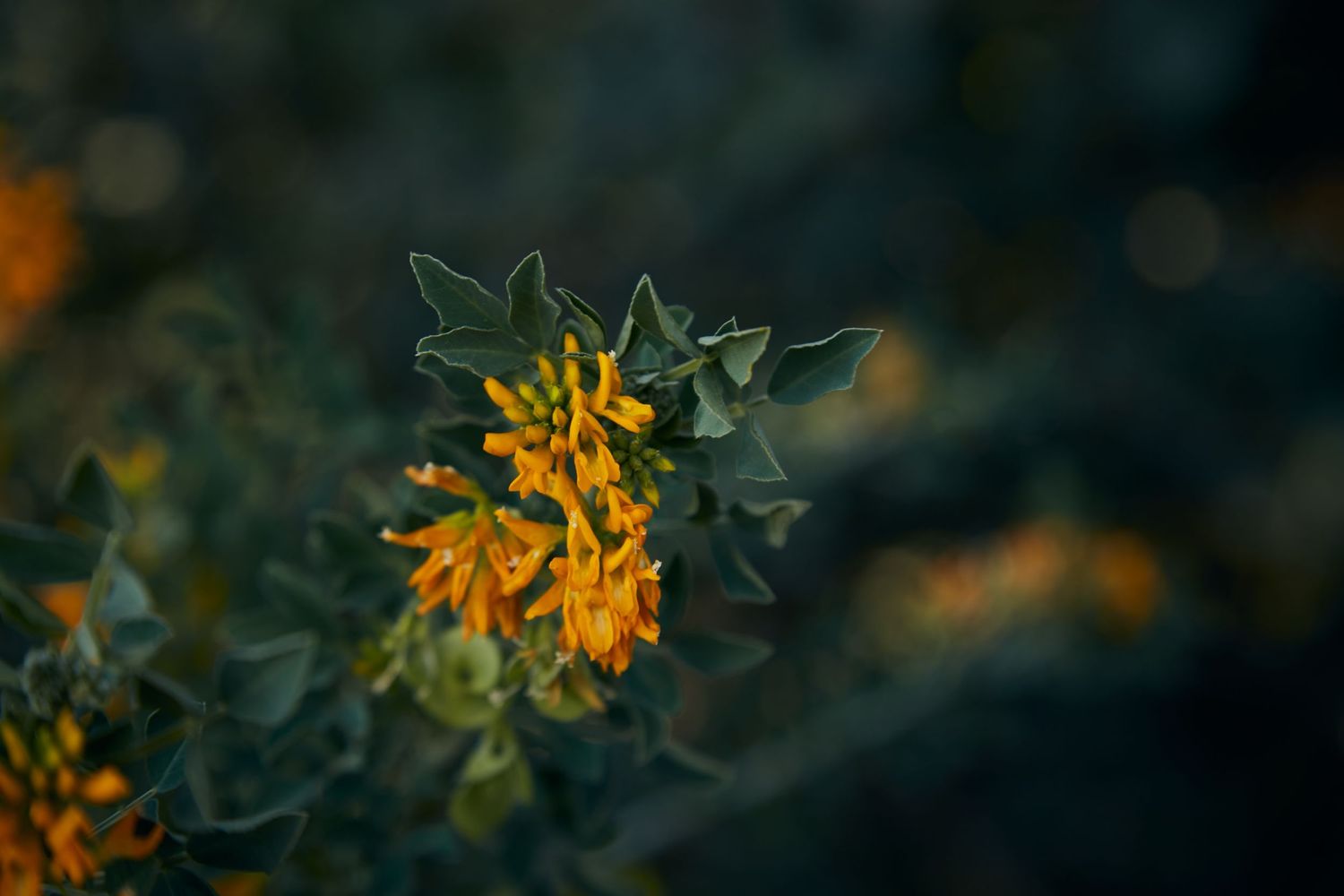 Golden flowers emerge from dark foliage in shallow depth of field.