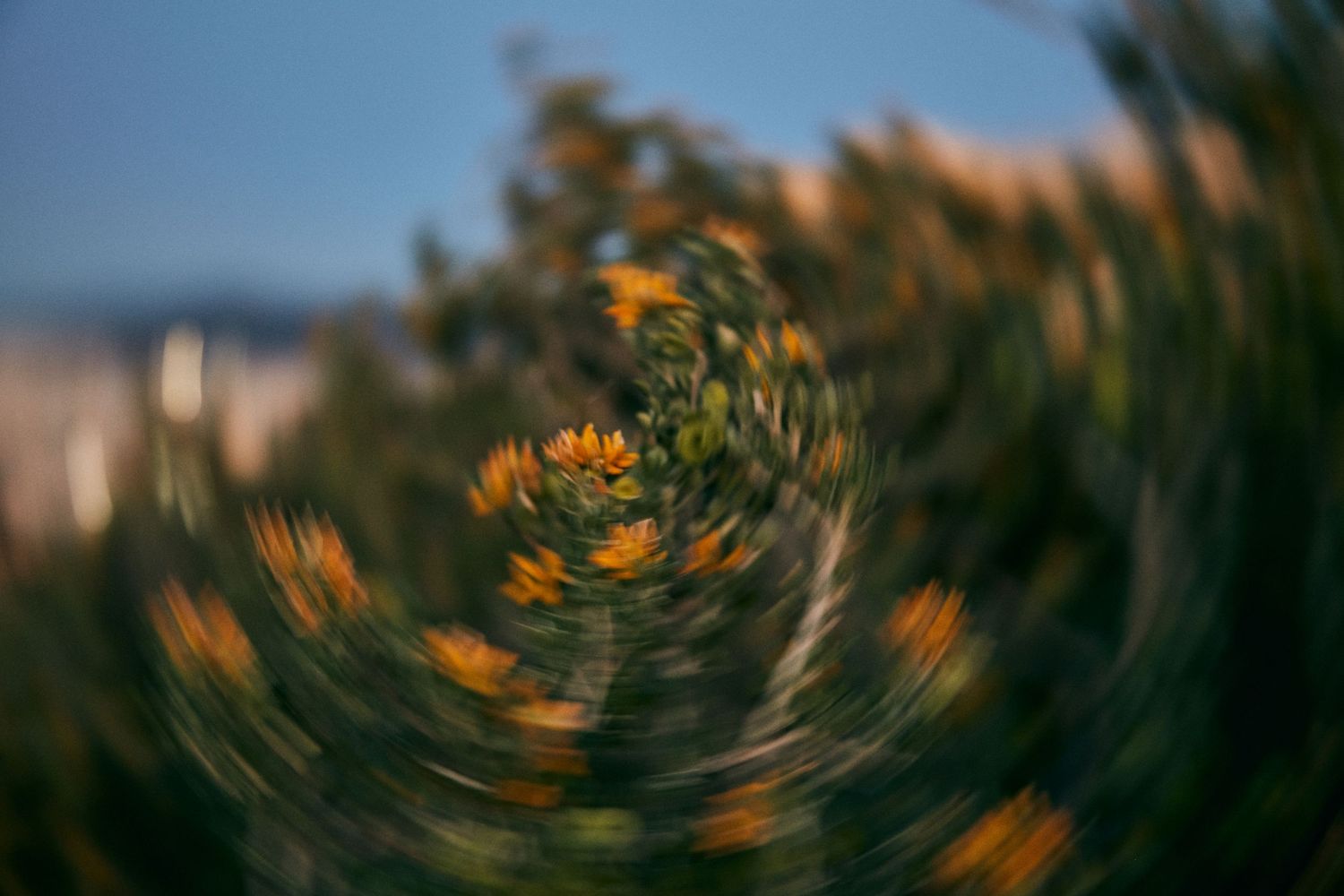 Swirling orange wildflowers create an artistic spiral motion blur effect.