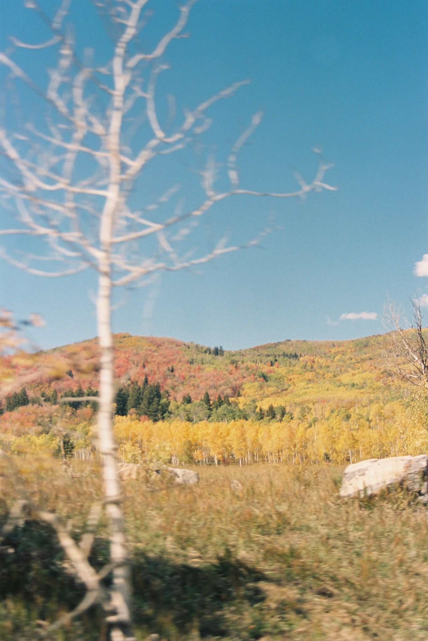 Bare white tree trunk against autumn mountain landscape with golden foliage.