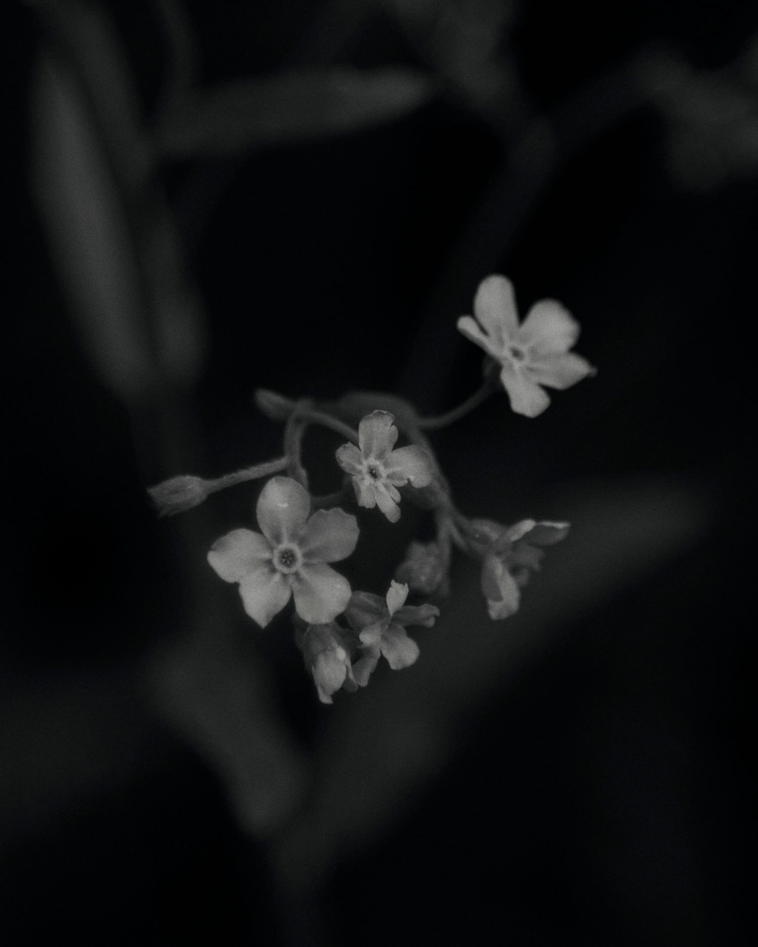 Delicate white flowers bloom against a dark background in moody black and white photography.