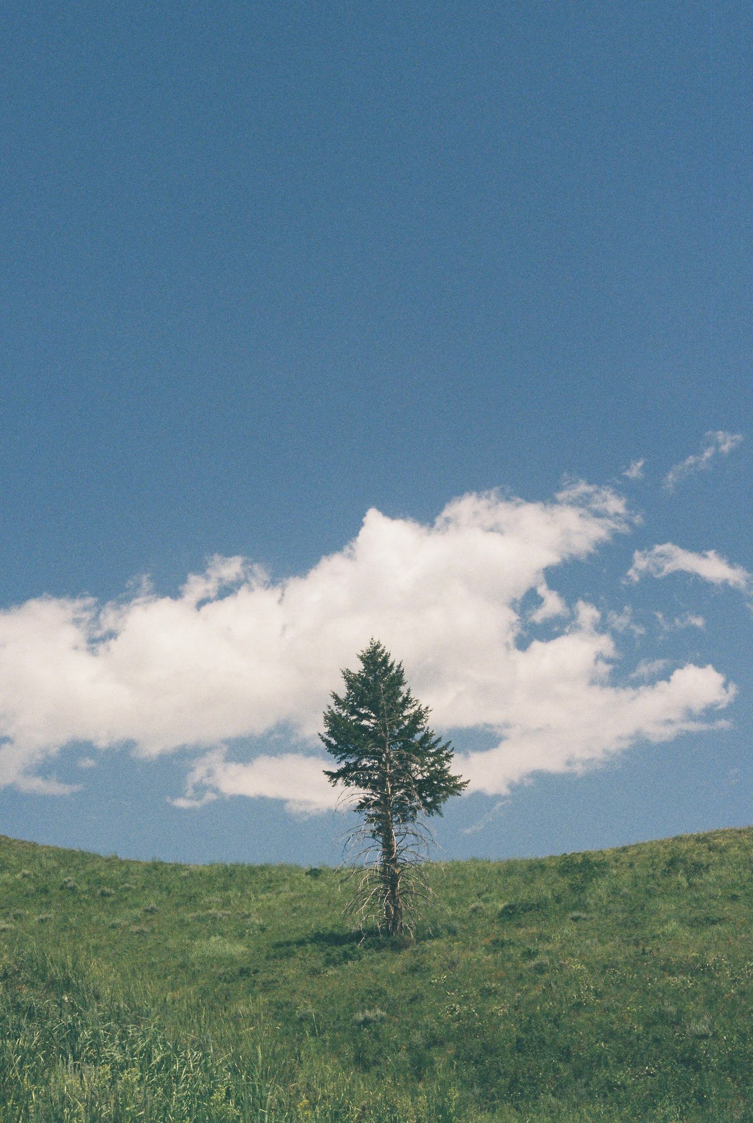 Lone evergreen tree stands against blue sky with white clouds on grassy hillside.