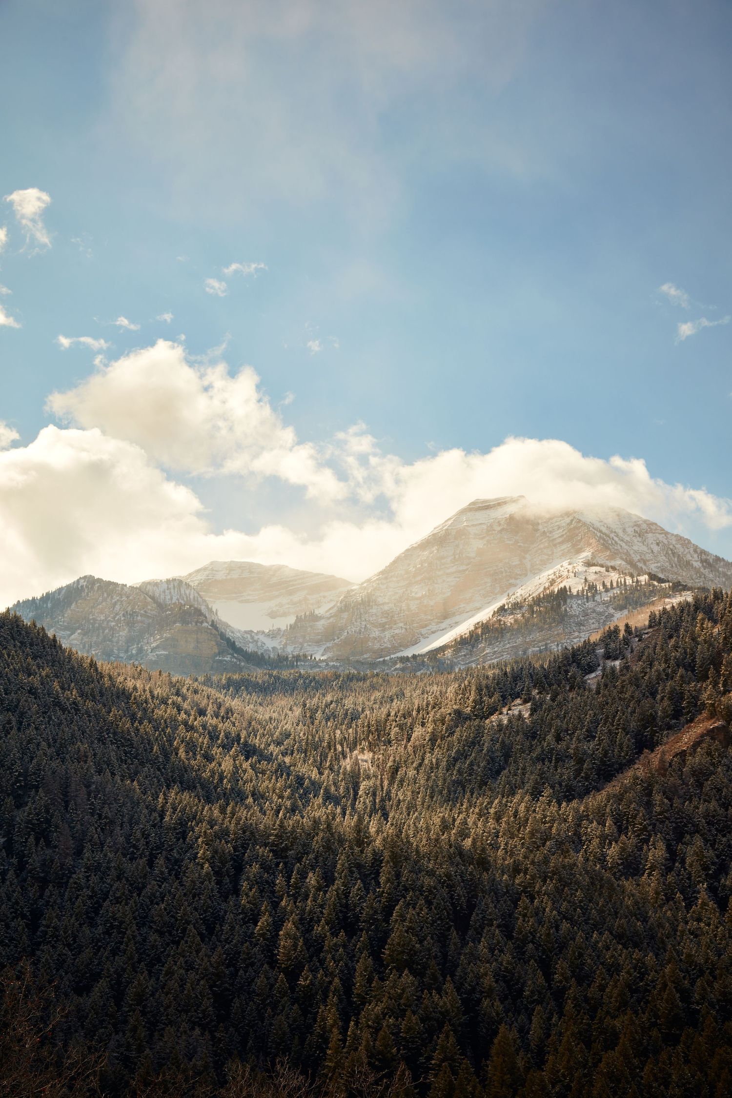 Majestic mountain peaks rise above dense pine forest under bright blue sky and clouds.