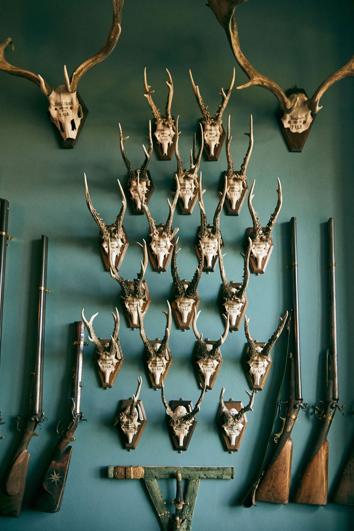 An organized display of mounted deer antlers and hunting rifles on a green wall.