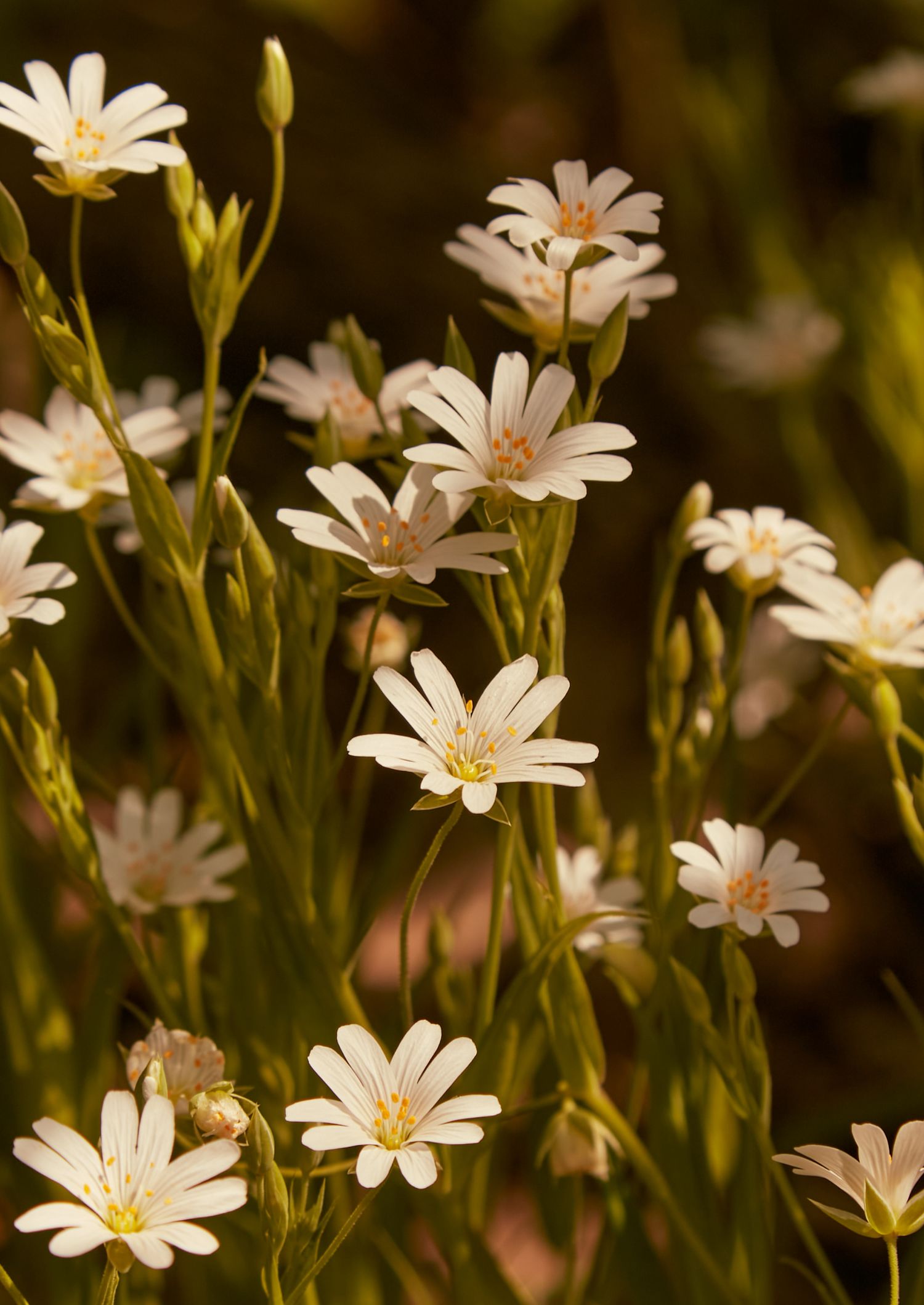 Delicate white daisies blooming in golden sunlight with soft focus background.