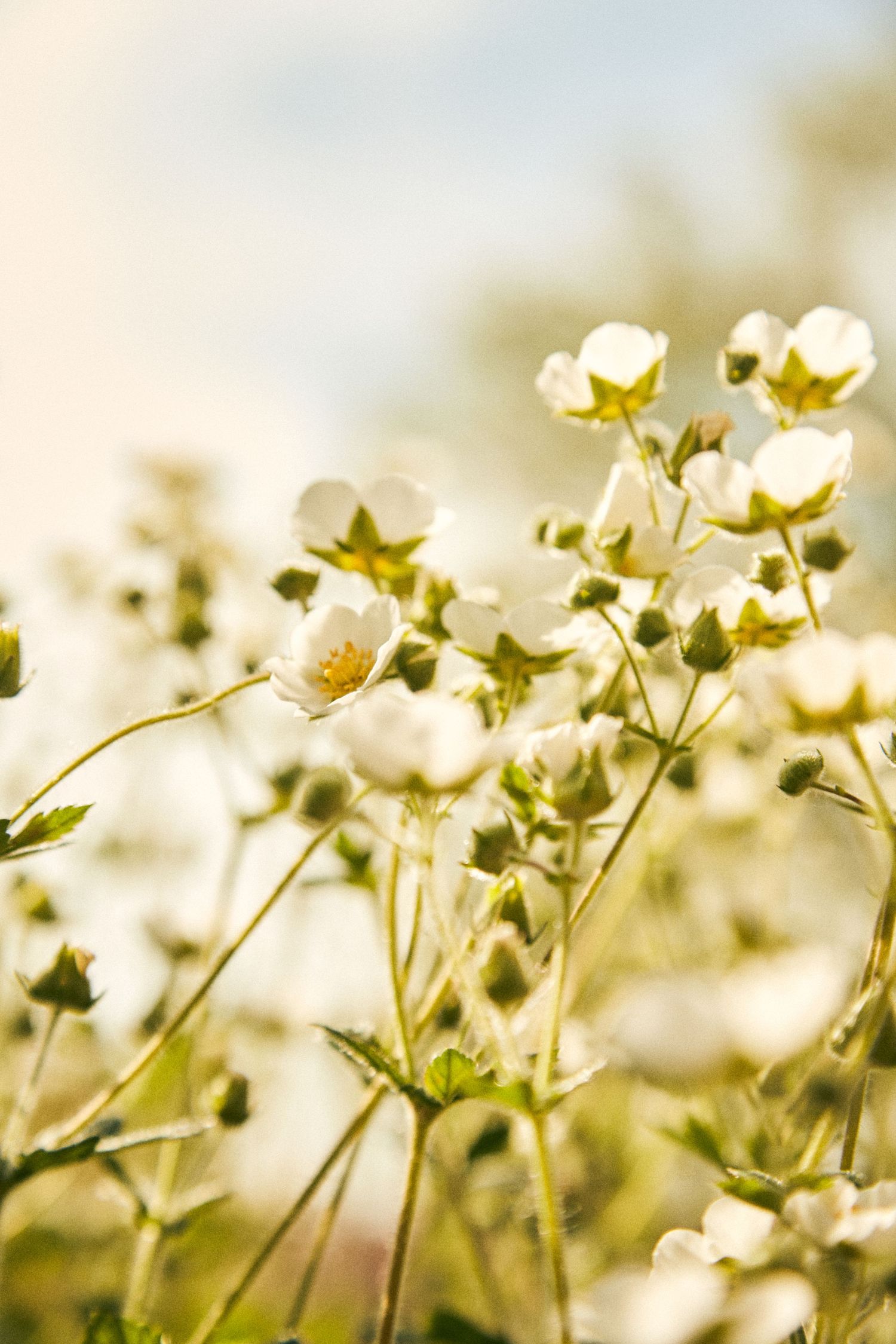White wildflowers swaying in golden sunlight creating a delicate natural scene.