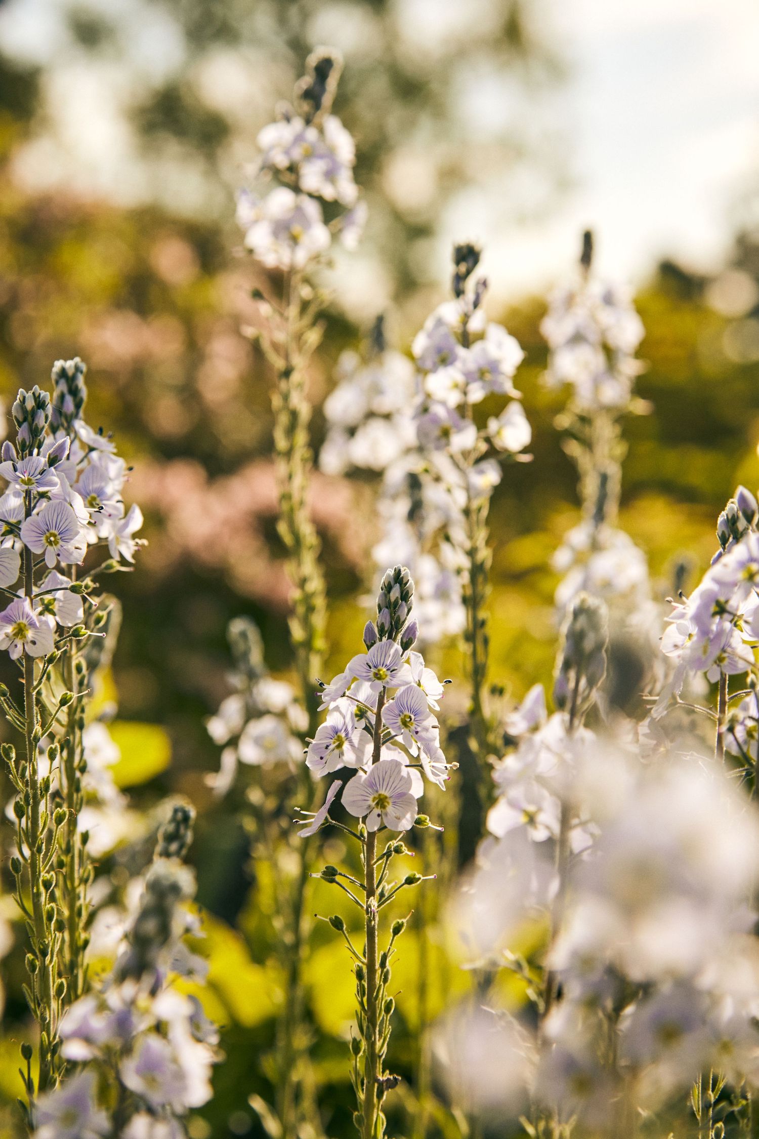 Delicate purple flowers blooming in soft focus with warm sunlit bokeh background.