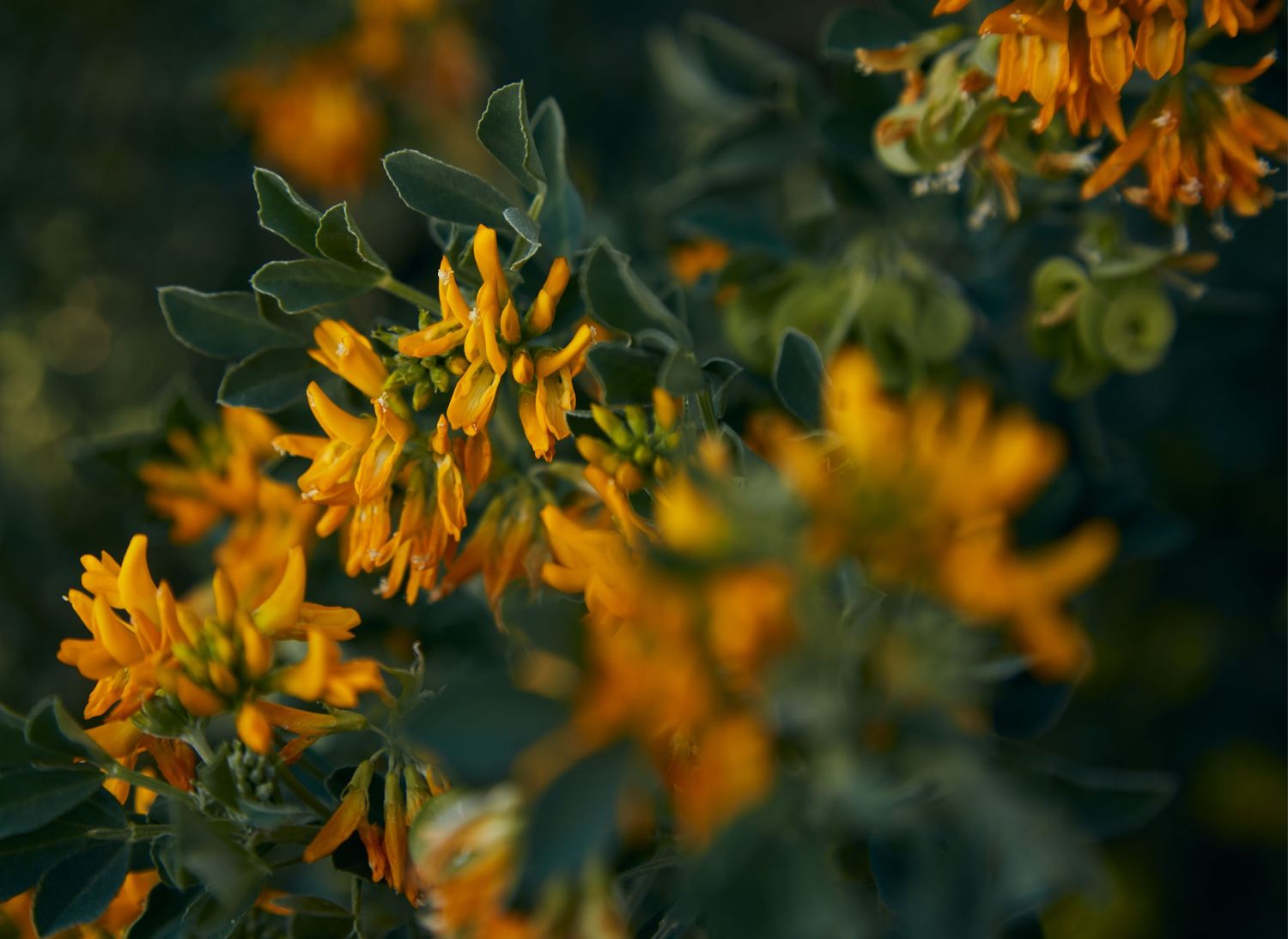 Vibrant orange trumpet-shaped flowers bloom against dark green leaves.