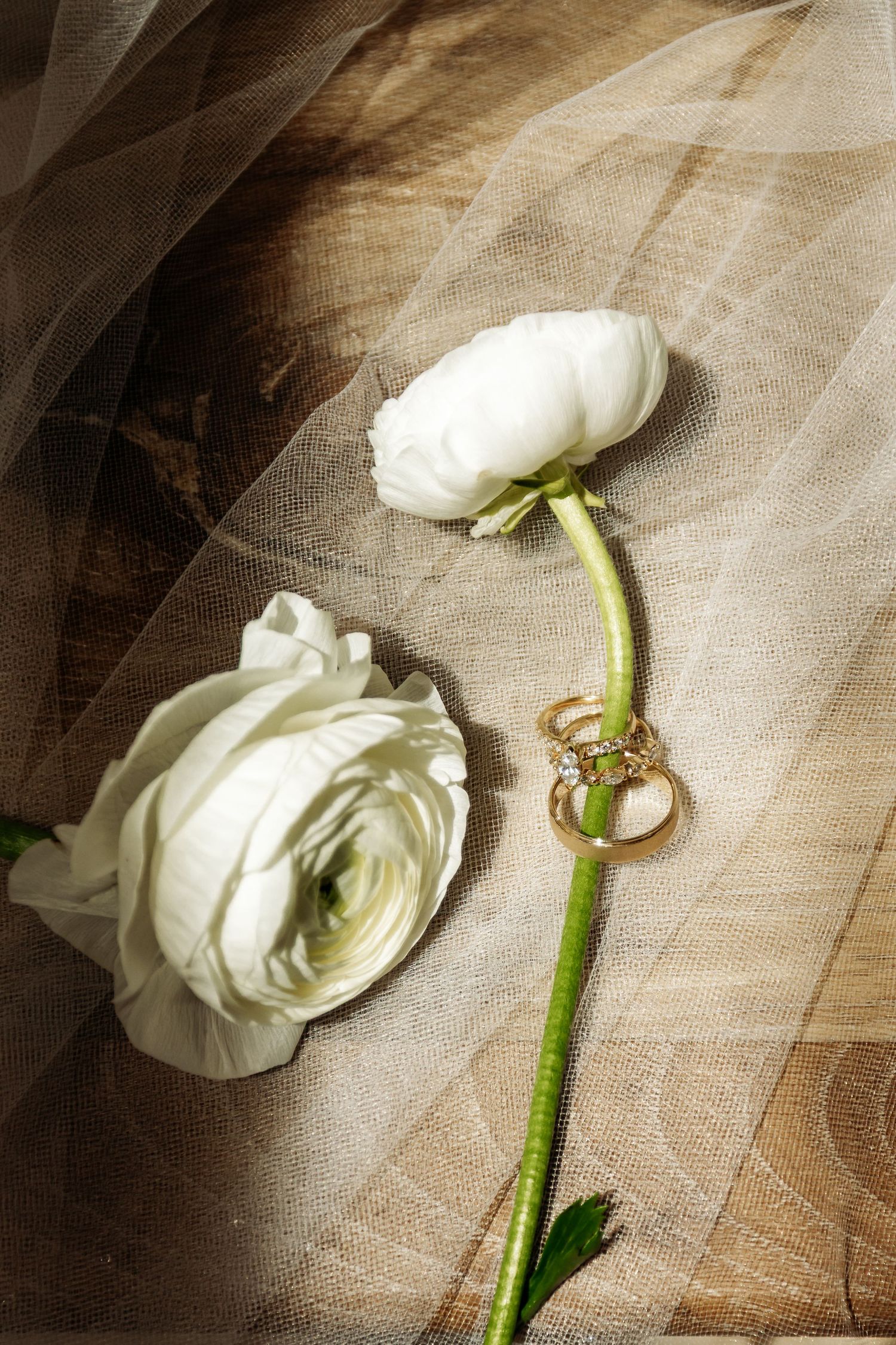 White ranunculus flower on rustic wooden surface captured in sequence showing movement and petals unfurling.