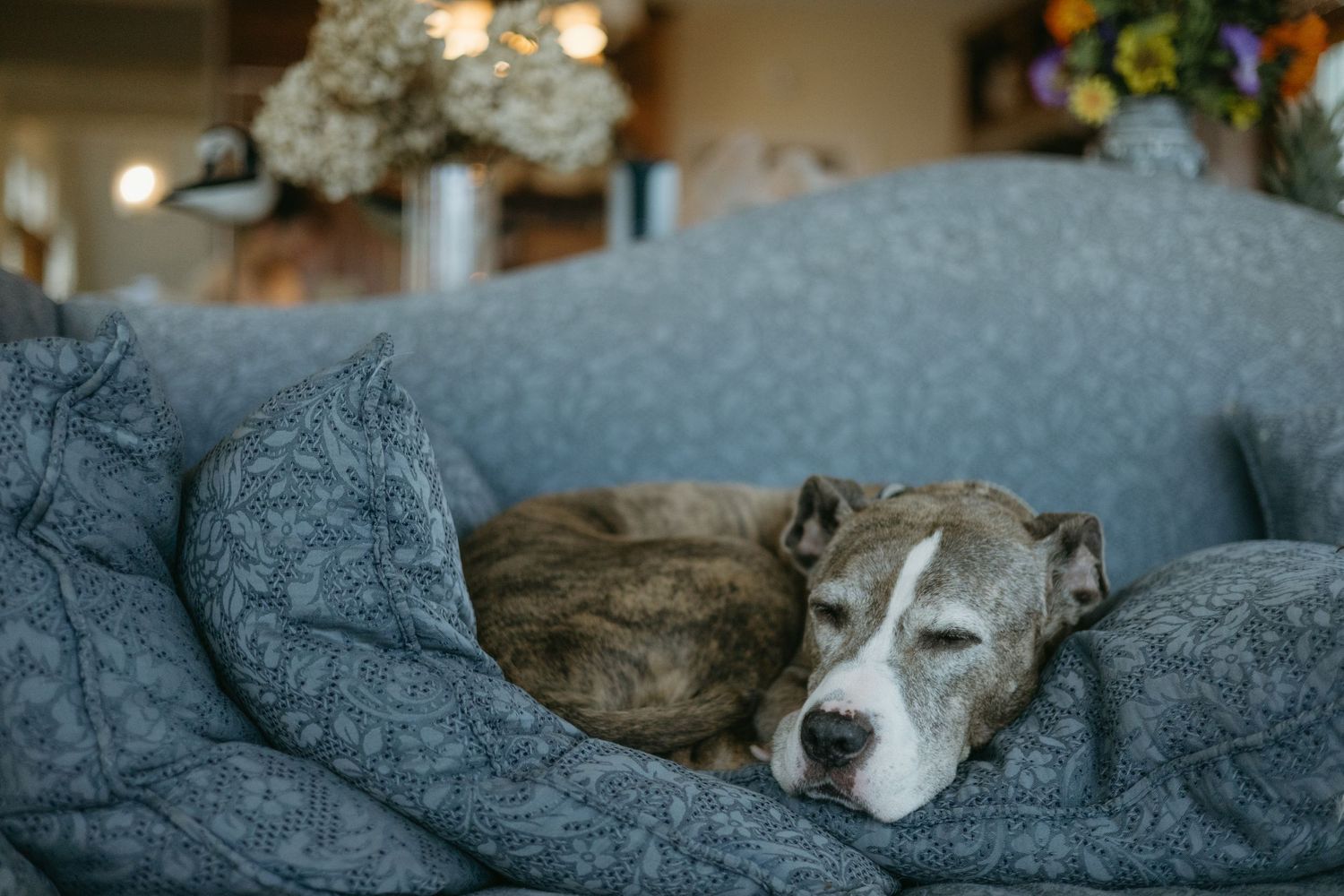 A peaceful pitbull-type dog rests on a cozy gray couch, nestled among soft blankets.