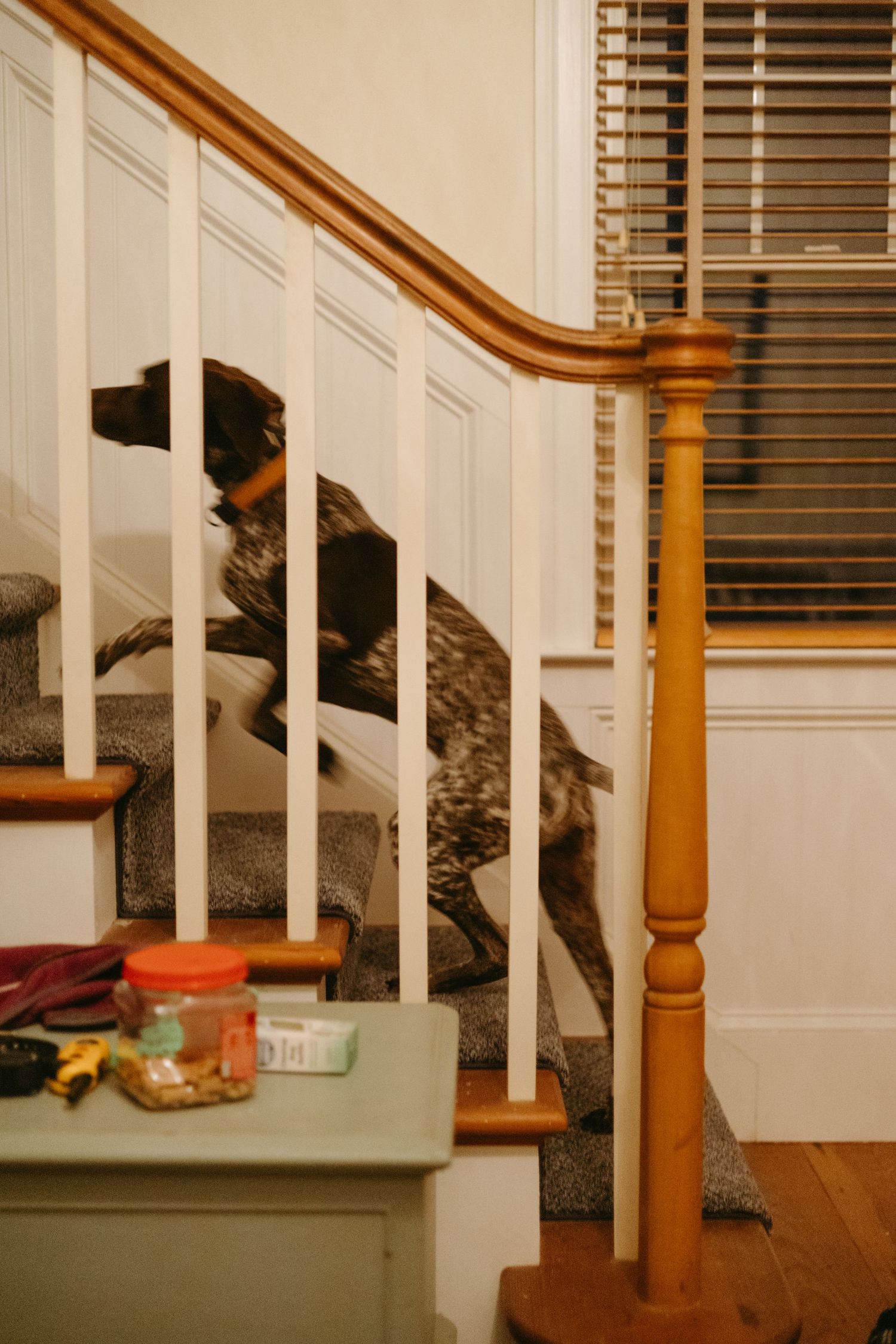 A Bernese Mountain Dog rests on carpeted stairs near a wooden banister with window blinds in the background.