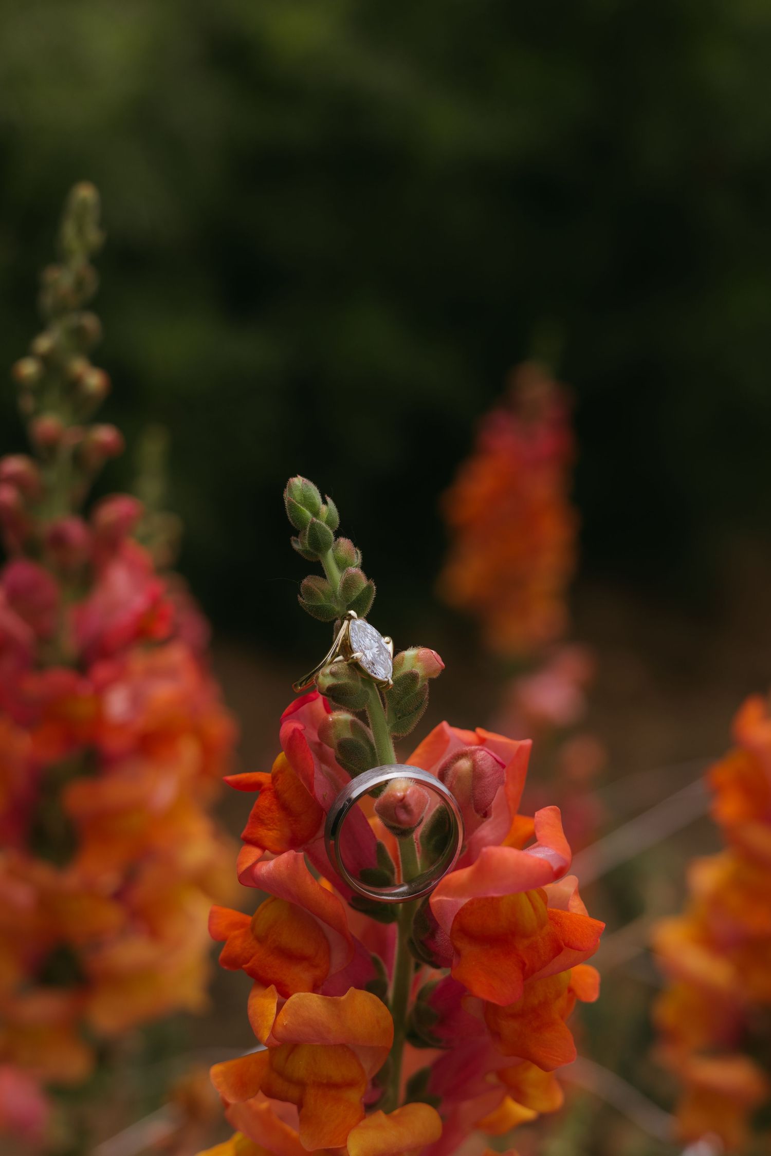 Two wedding rings rest on vibrant orange and red snapdragon flowers in a garden setting.