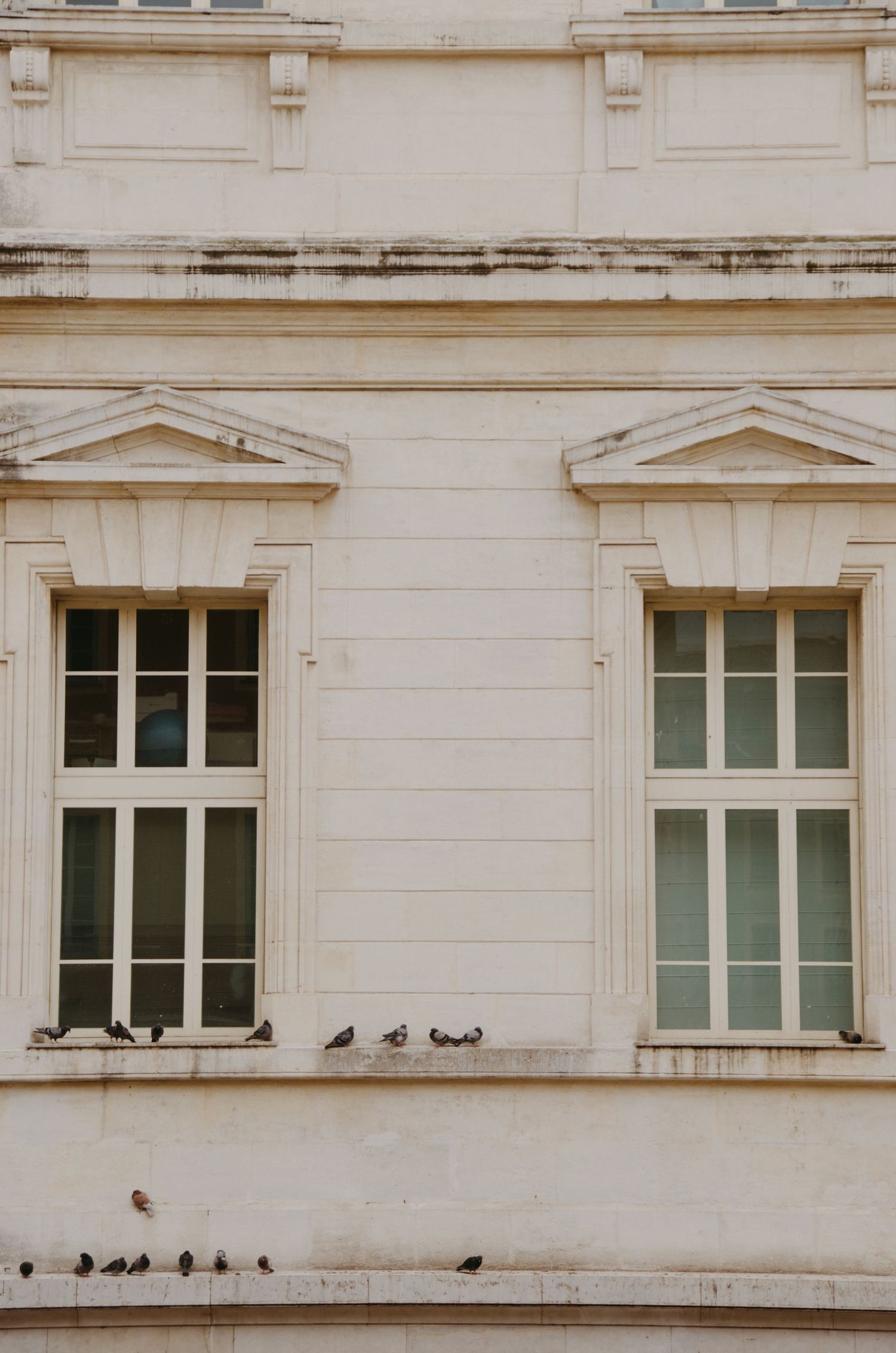 Pigeons perched along window ledges of a classic white building with symmetrical architectural features.