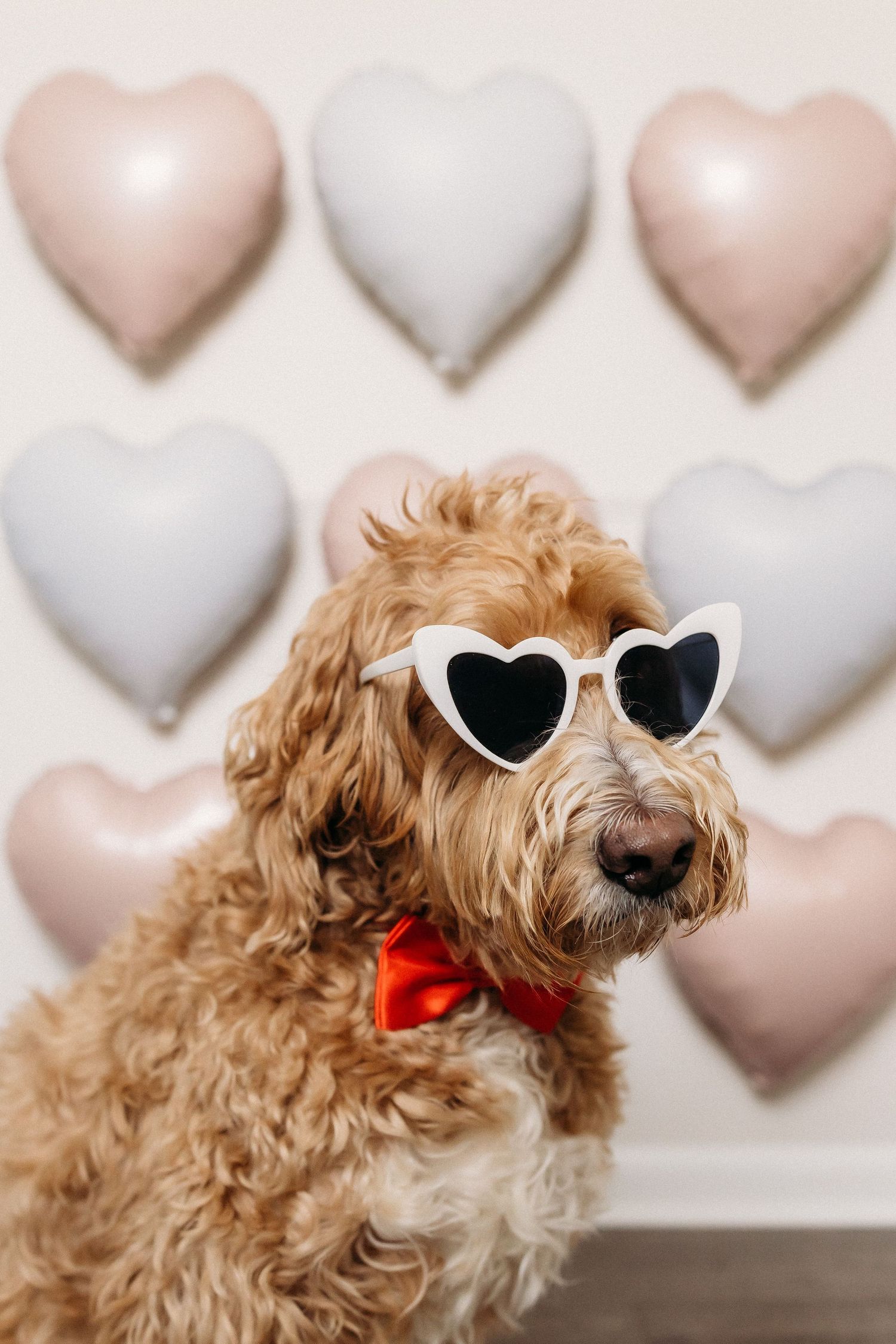 adorable dog