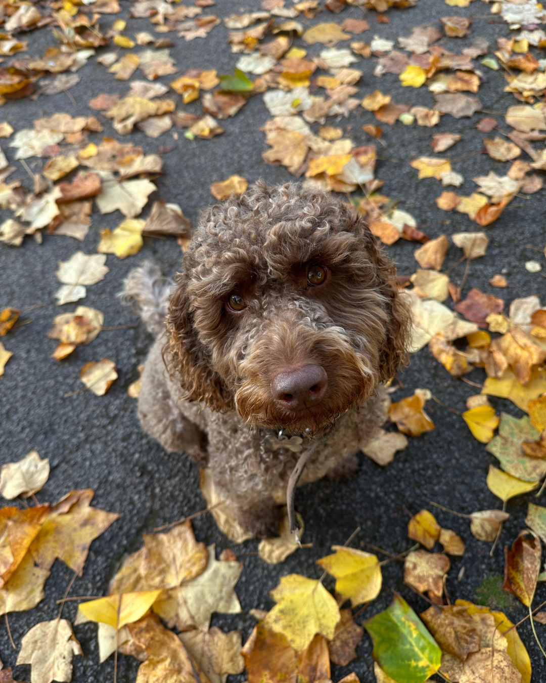 Adorable brown labradoodle dog sitting on pavement surrounded by colourful autumn leaves.