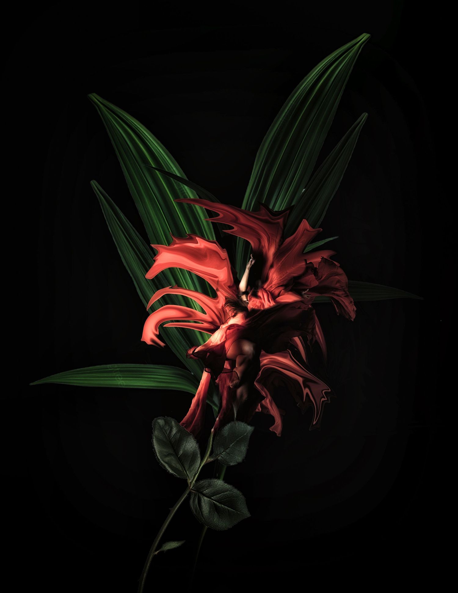 A dramatic red lily flower with dark green tropical leaves against a black background.