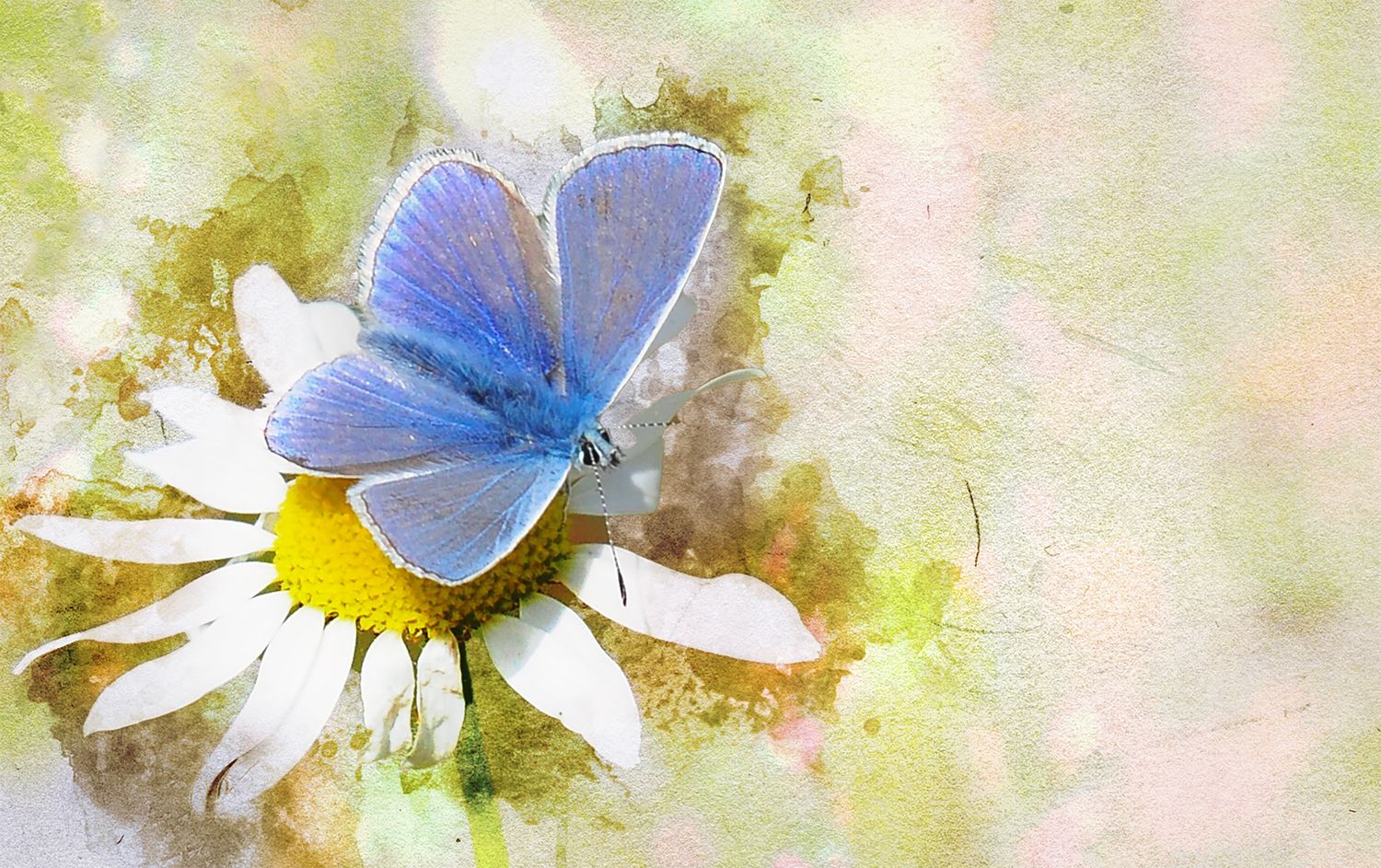 A delicate blue butterfly perched on a white daisy with yellow center, rendered in soft watercolor style.