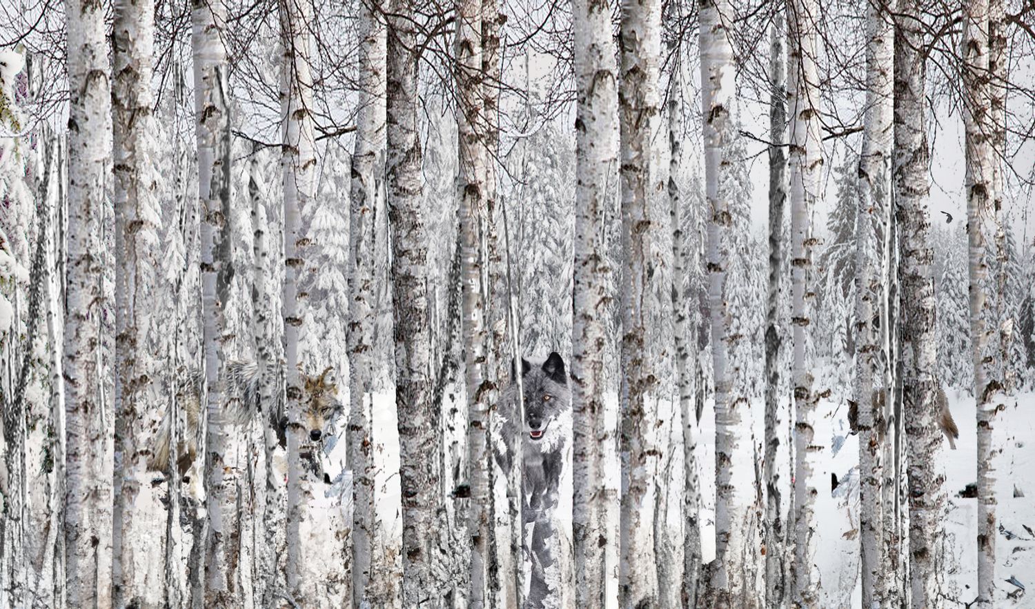 Wolves camouflaged among white birch trees in a snowy winter forest, blending seamlessly with the pale bark.