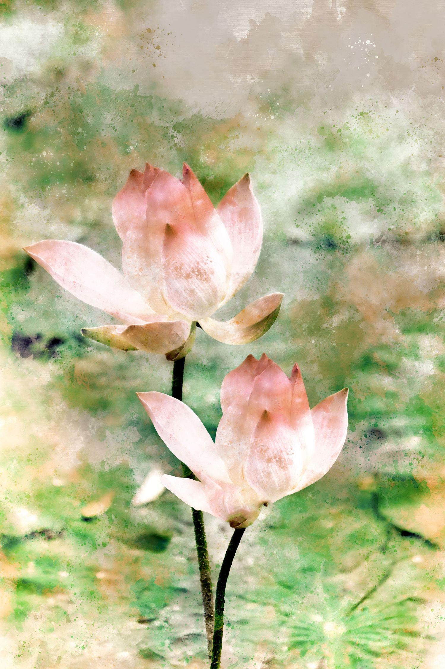 Two delicate pink lotus flowers bloom on slender stems against a soft watercolor green and beige background.