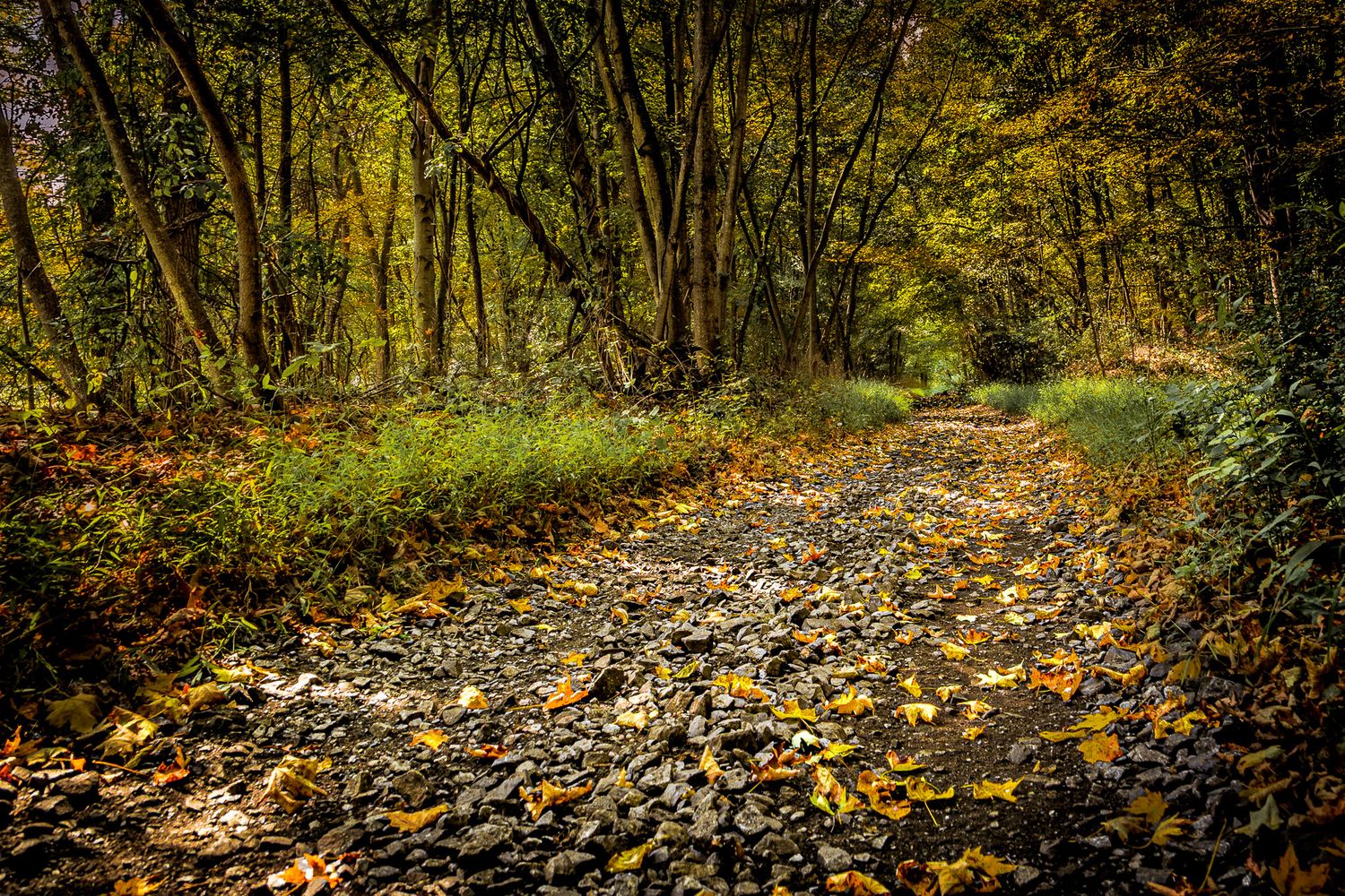 Autumn woodland path near railroad tracks in Blairstown New Jersey