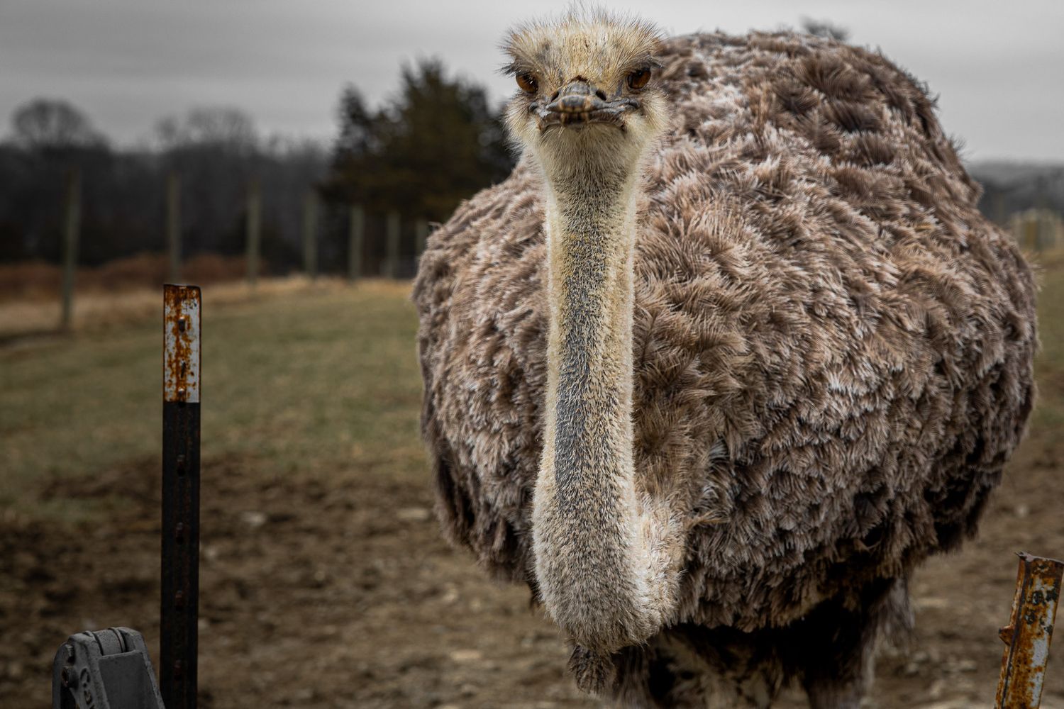 Full body ostrich portrait at Mohican Farms on a rural New Jersey farm