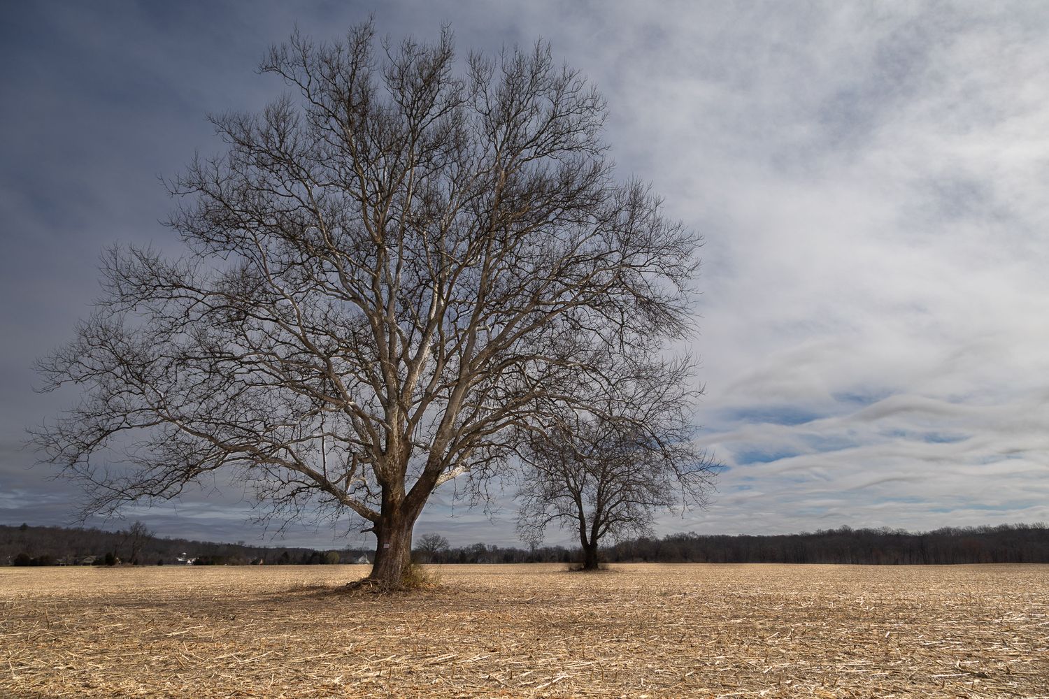 Leafless tree standing alone in a winter field in Blairstown, New Jersey under a cloudy sky.