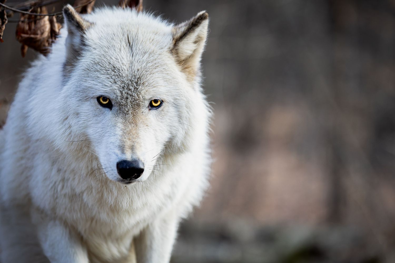 White wolf portrait at Lakota Wolf Preserve in Columbia NJ, golden eyes and soft winter fur in natural forest light