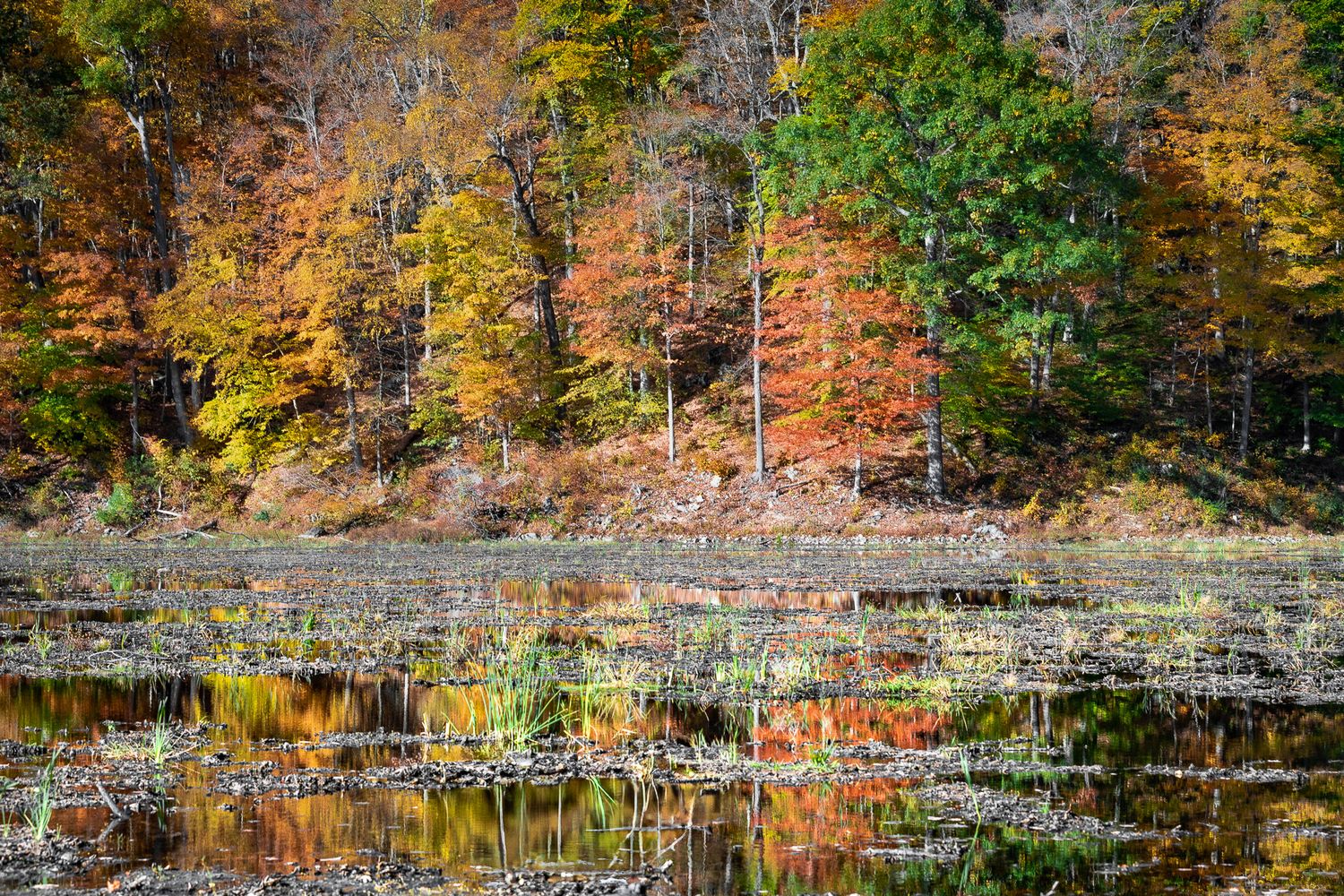 Fall foliage reflected in the shallow waters of Ghost Lake in Great Meadows, New Jersey.