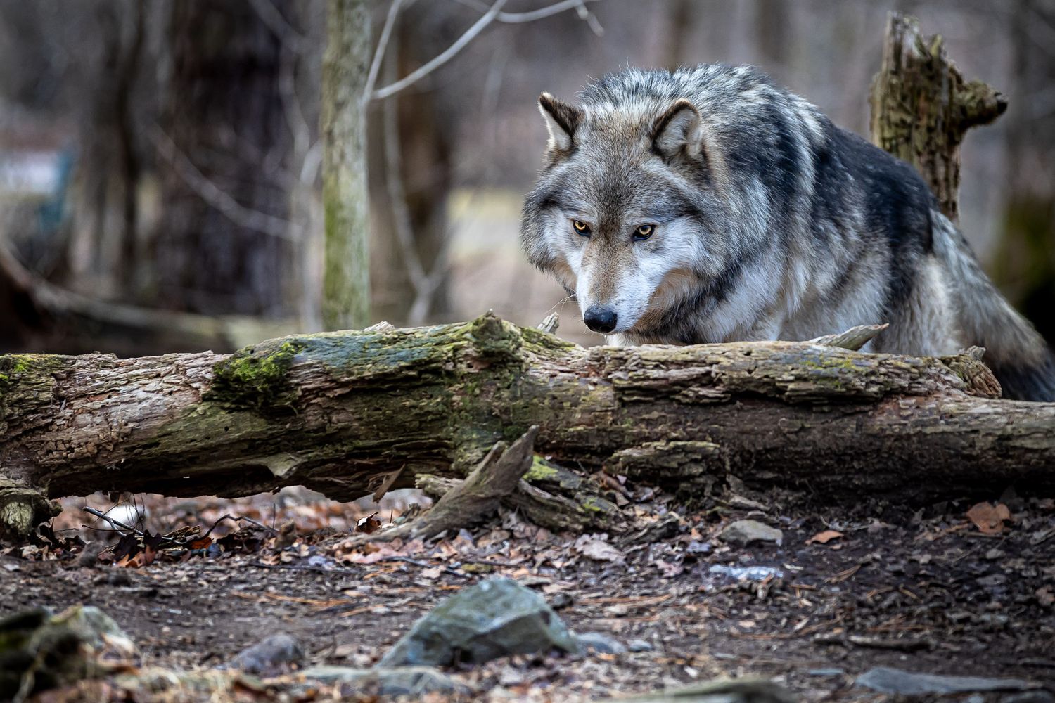 Gray wolf stalking behind fallen log at Lakota Wolf Preserve in Columbia NJ, wildlife portrait in forest environment