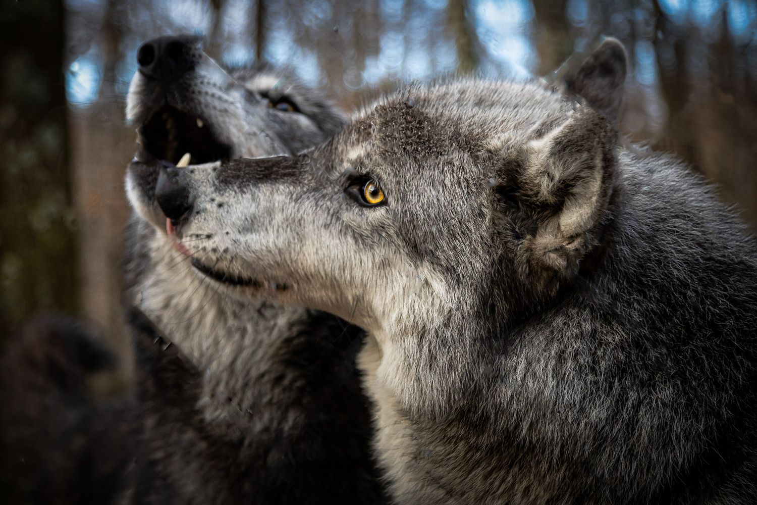 Two gray wolves vocalizing together at Lakota Wolf Preserve in Columbia NJ, close wildlife portrait showing pack interaction