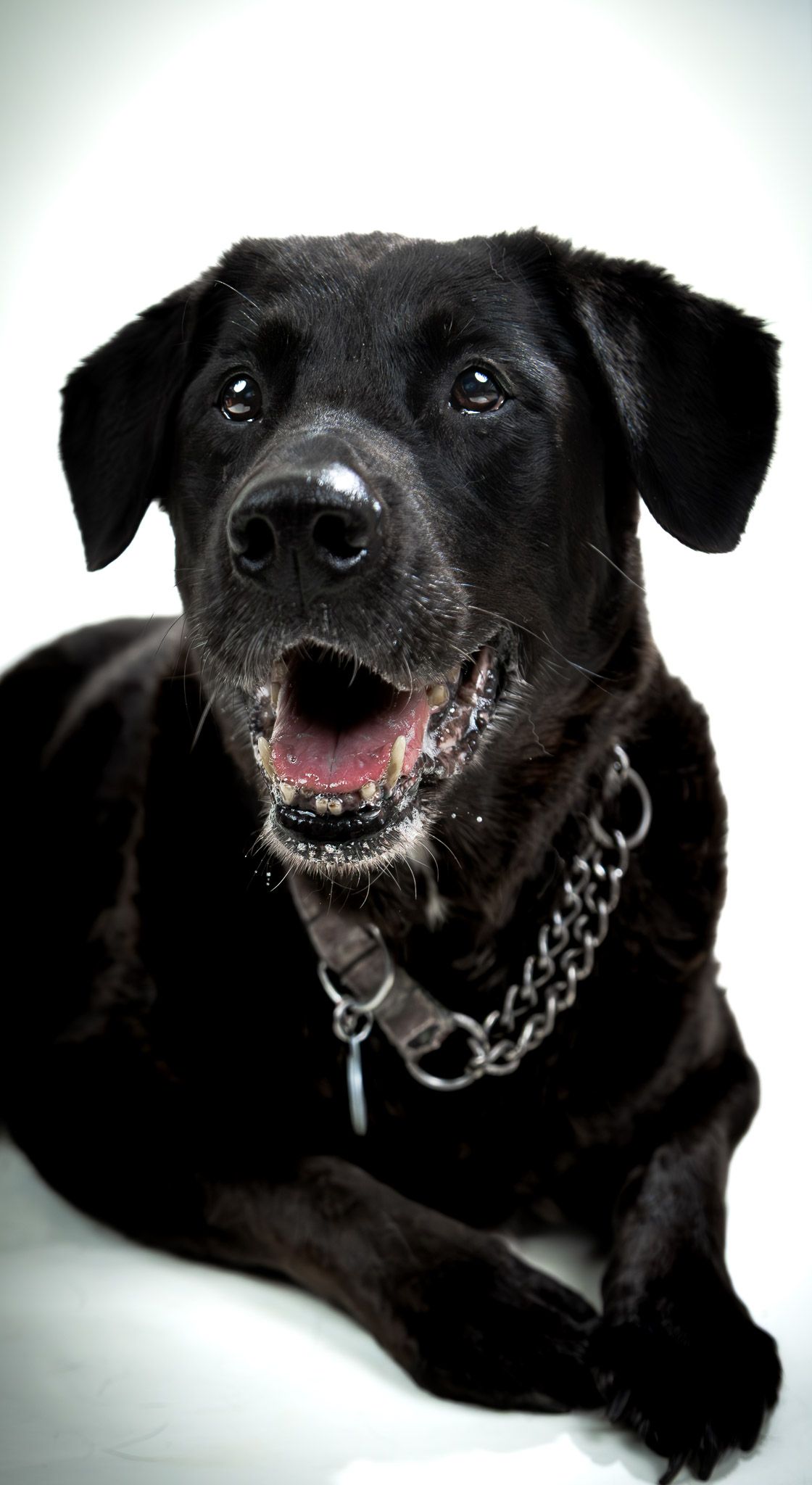 Senior rescue dog portrait on white background, studio-lit with soft constant lighting, capturing joyful expression and bright eyes.