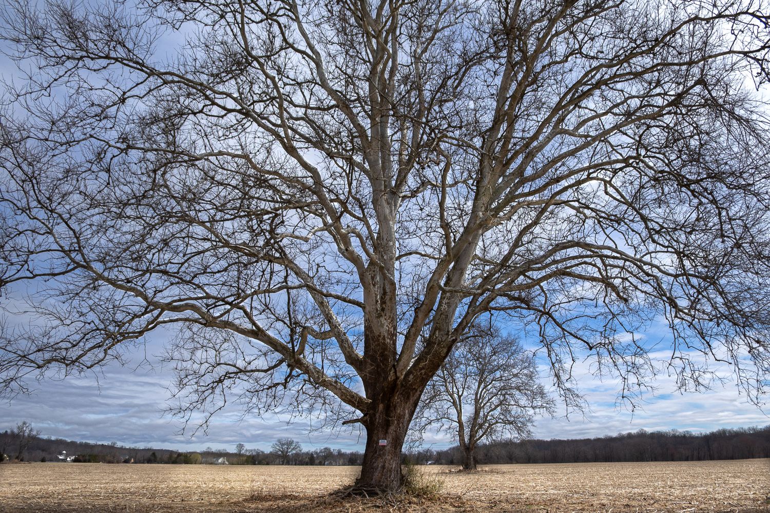 Close-up of bare winter tree branches in a field in Blairstown, New Jersey.