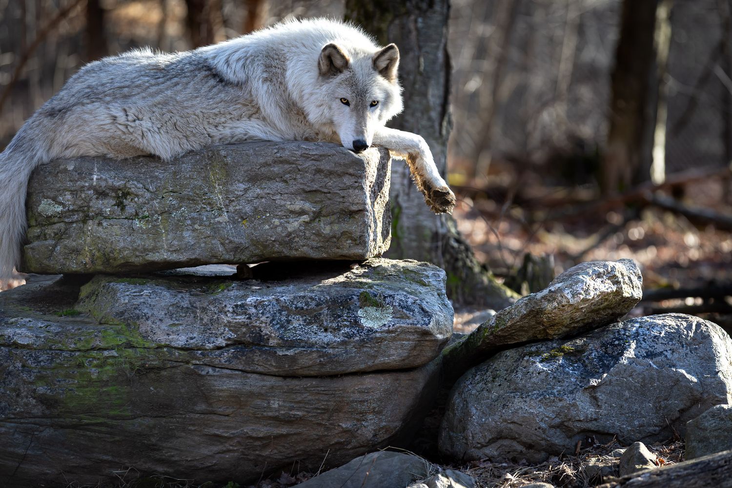 Gray wolf resting on layered stone rocks in a wooded setting at Lakota Wolf Preserve in Columbia, New Jersey.