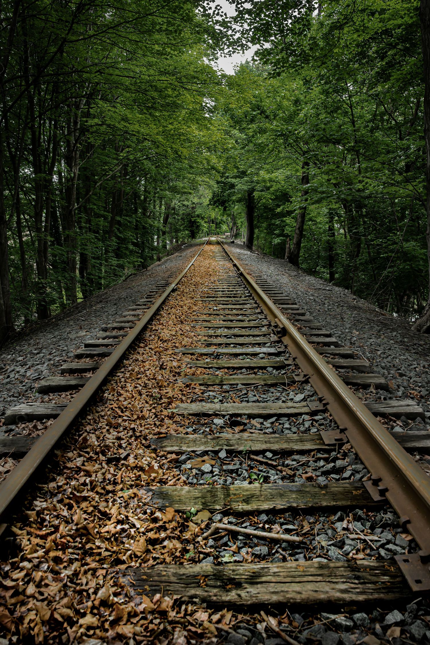 Abandoned railroad tracks cutting through dense green forest in Blairstown NJ, leaves scattered along rails