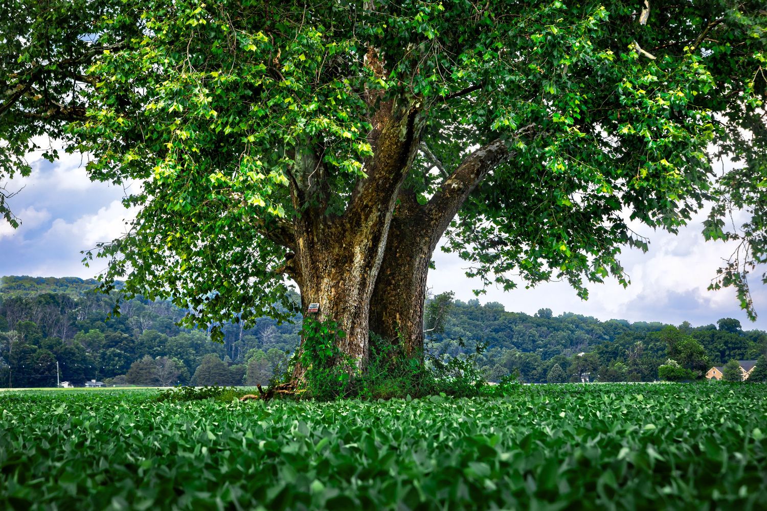 Large mature tree in full summer foliage standing in a green field in Blairstown, New Jersey.