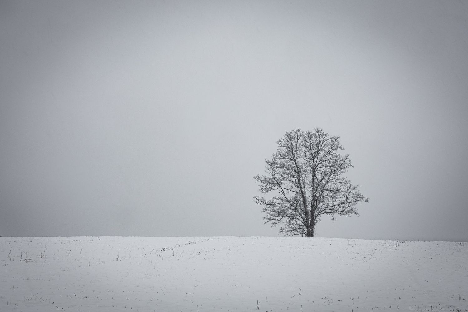 A lone leafless tree rises from a snow-covered field beneath a soft gray winter sky in Great Meadows, New Jersey.