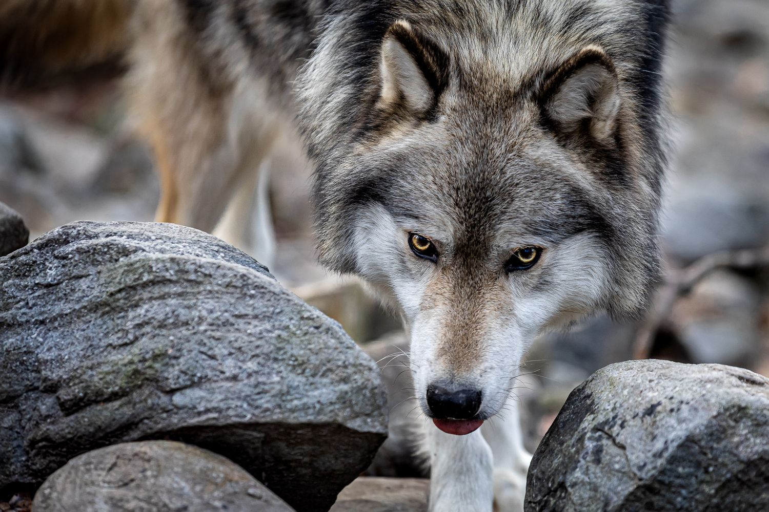 Gray wolf approaching camera at Lakota Wolf Preserve in Columbia NJ, intense wildlife portrait with focused gaze and forest setting
