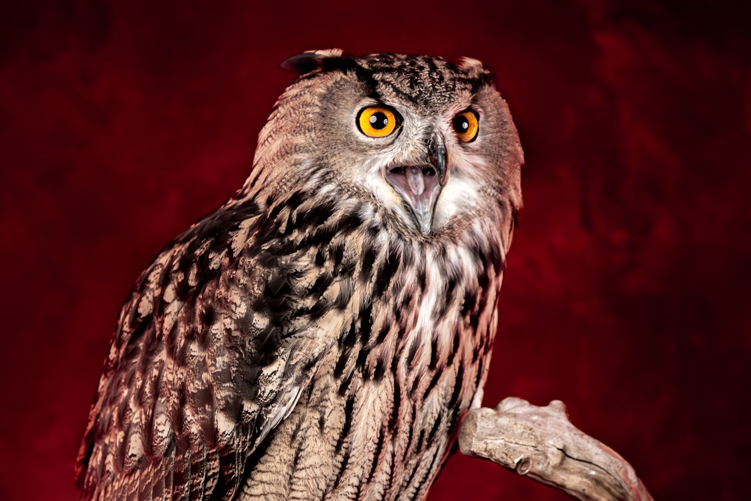 Owl portrait photographed at Unique Photo Philadelphia event, dramatic studio lighting with red backdrop and intense expression
