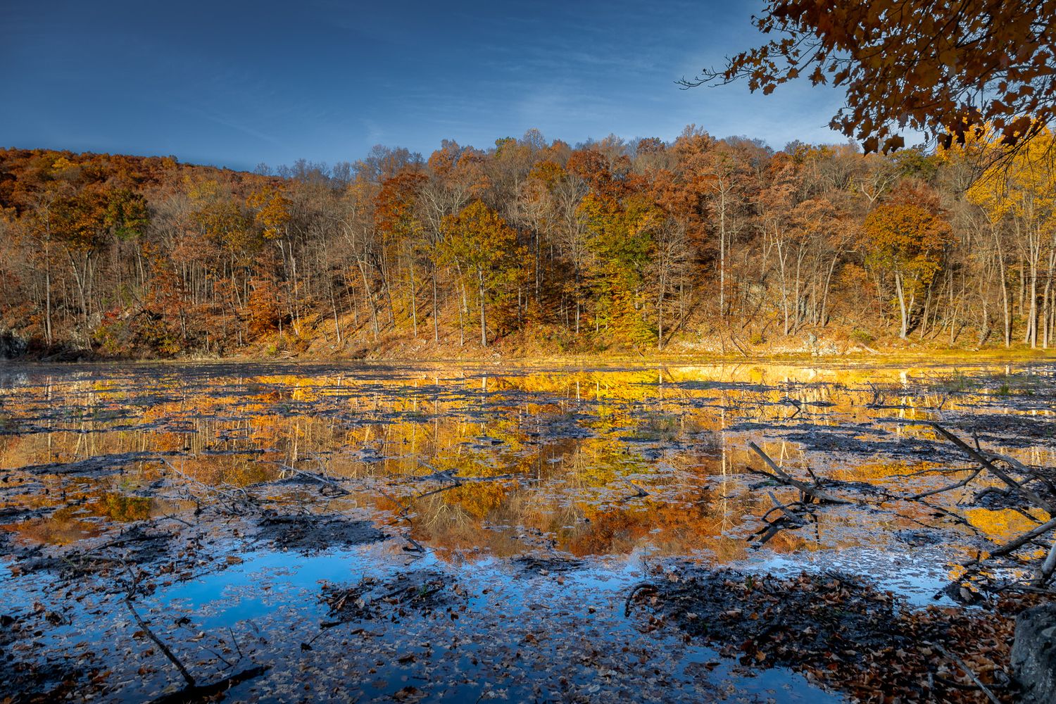 Fall foliage reflected in the shallow waters of Ghost Lake in Great Meadows, New Jersey.