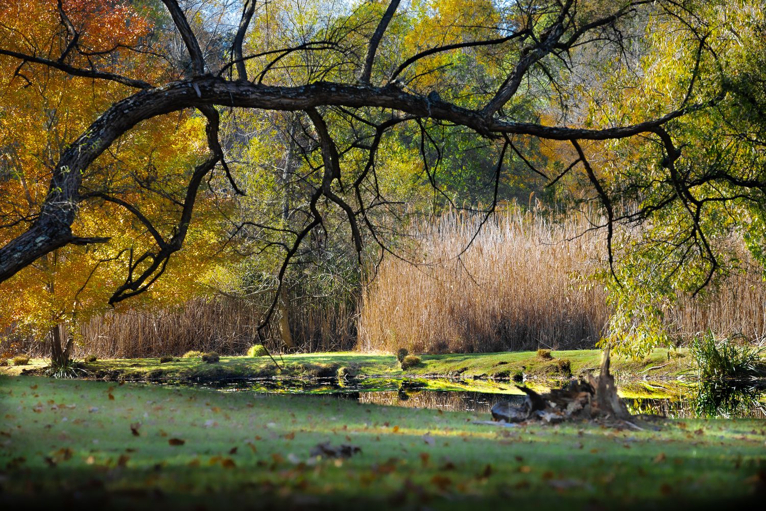 Autumn tree arching over a quiet pond in Great Meadows, New Jersey.