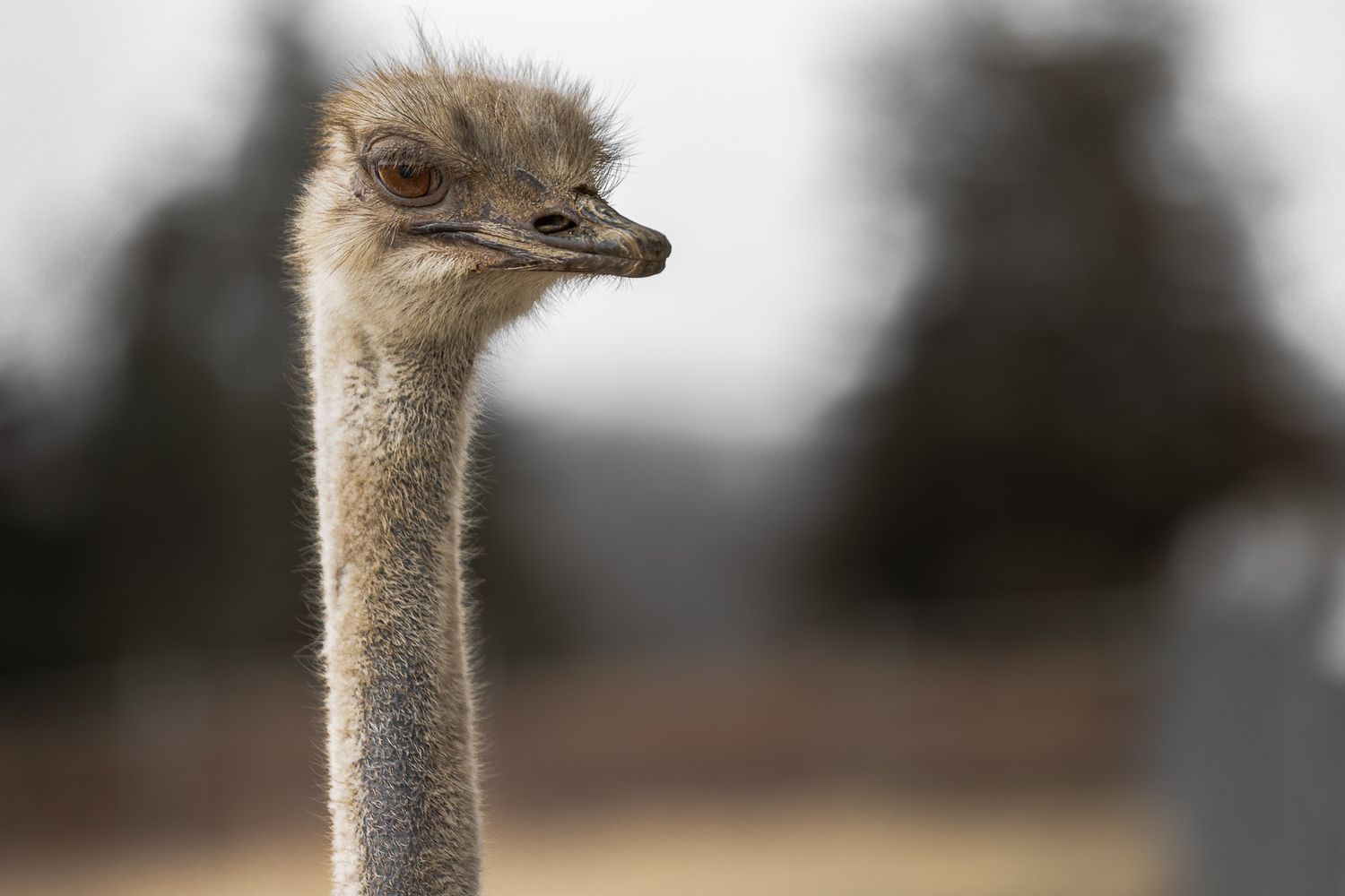 Ostrich portrait at Mohican Farms, detailed close-up with shallow depth of field