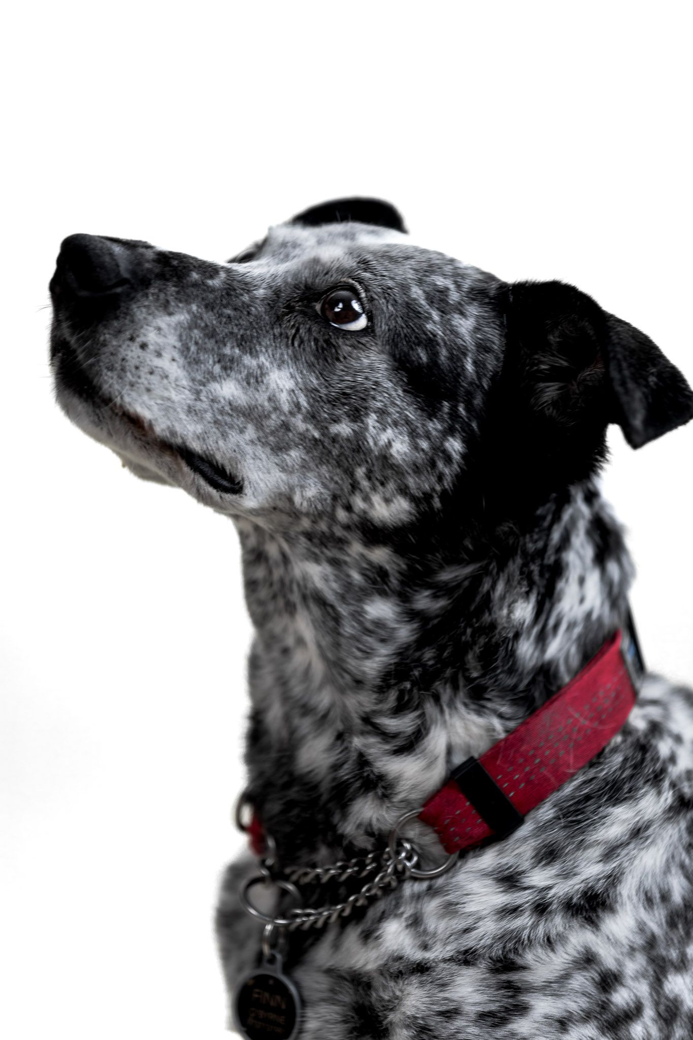 Rescue dog portrait on white background, studio-lit with soft constant lighting, capturing calm expression and detailed fur texture.