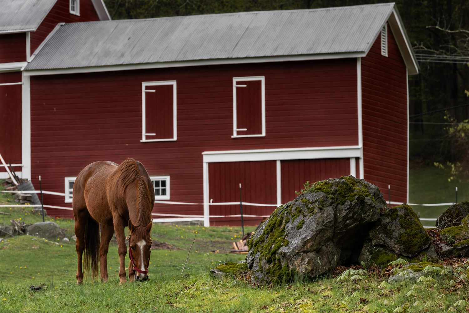 Horse grazing in a green pasture on a farm in Great Meadows, New Jersey with a red barn and moss-covered rocks.