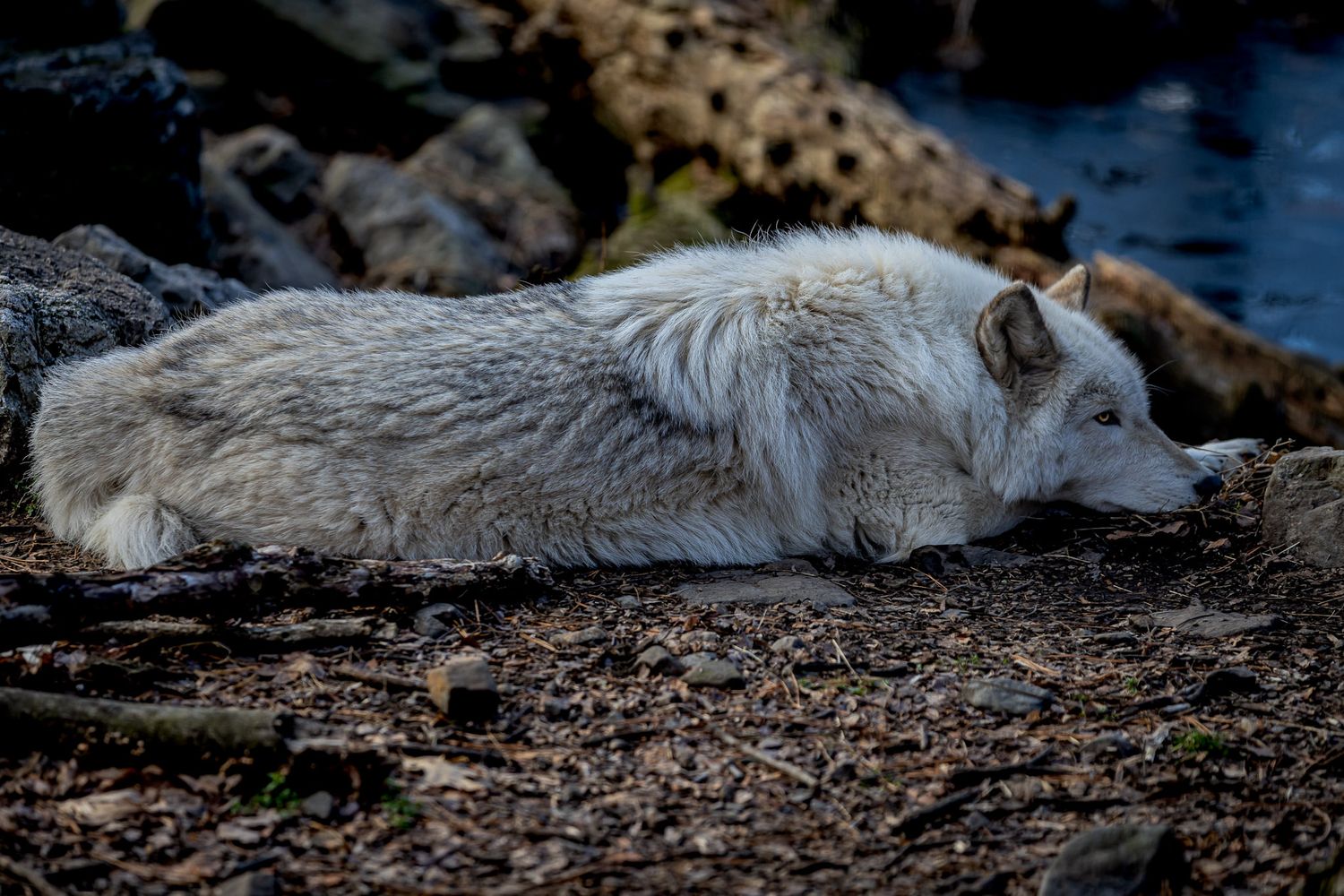 Gray wolf resting at Lakota Wolf Preserve in Columbia NJ, wildlife portrait in natural forest setting
