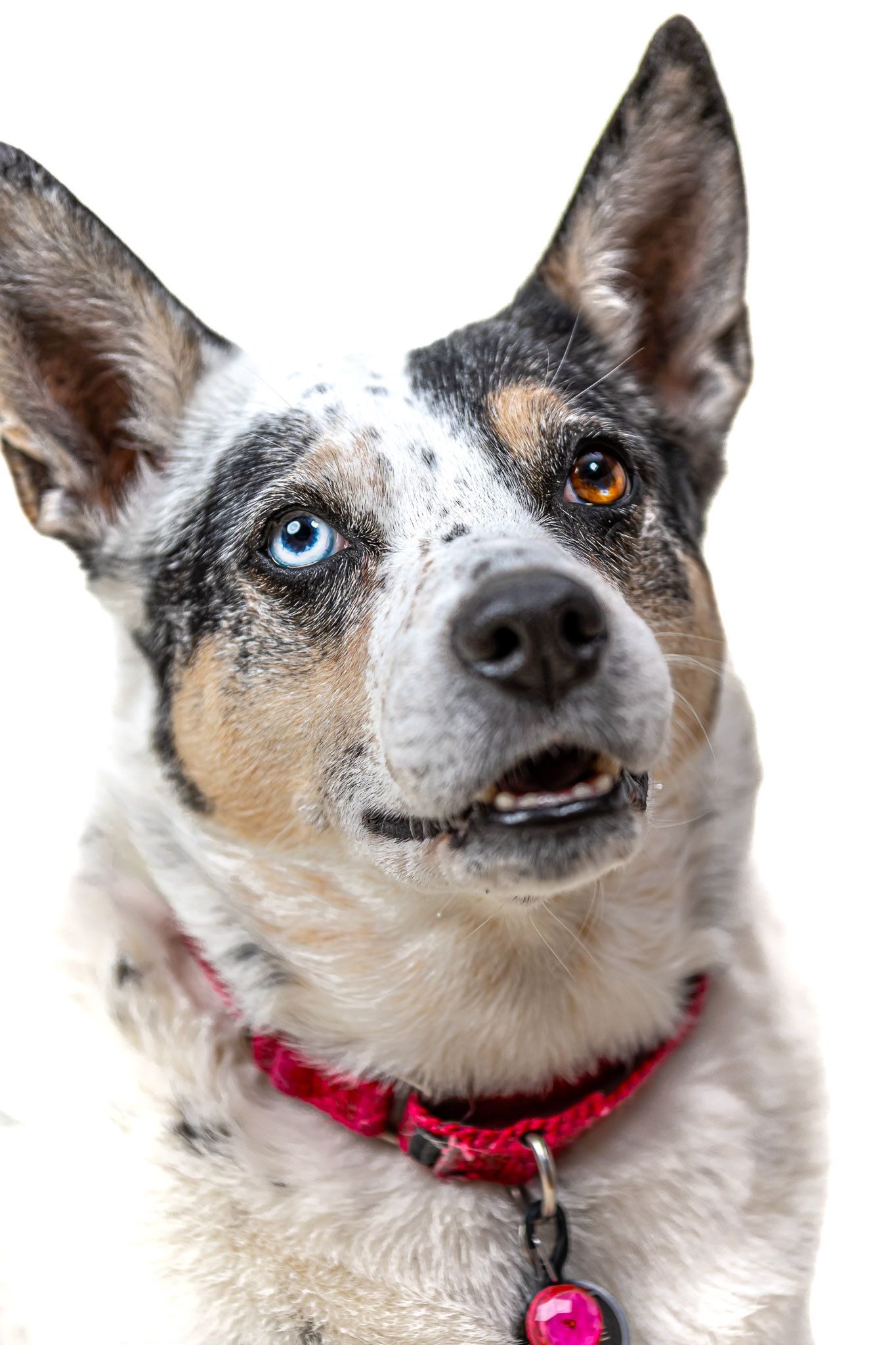 Studio portrait of a rescue dog with one blue eye and one brown eye against a clean white background.