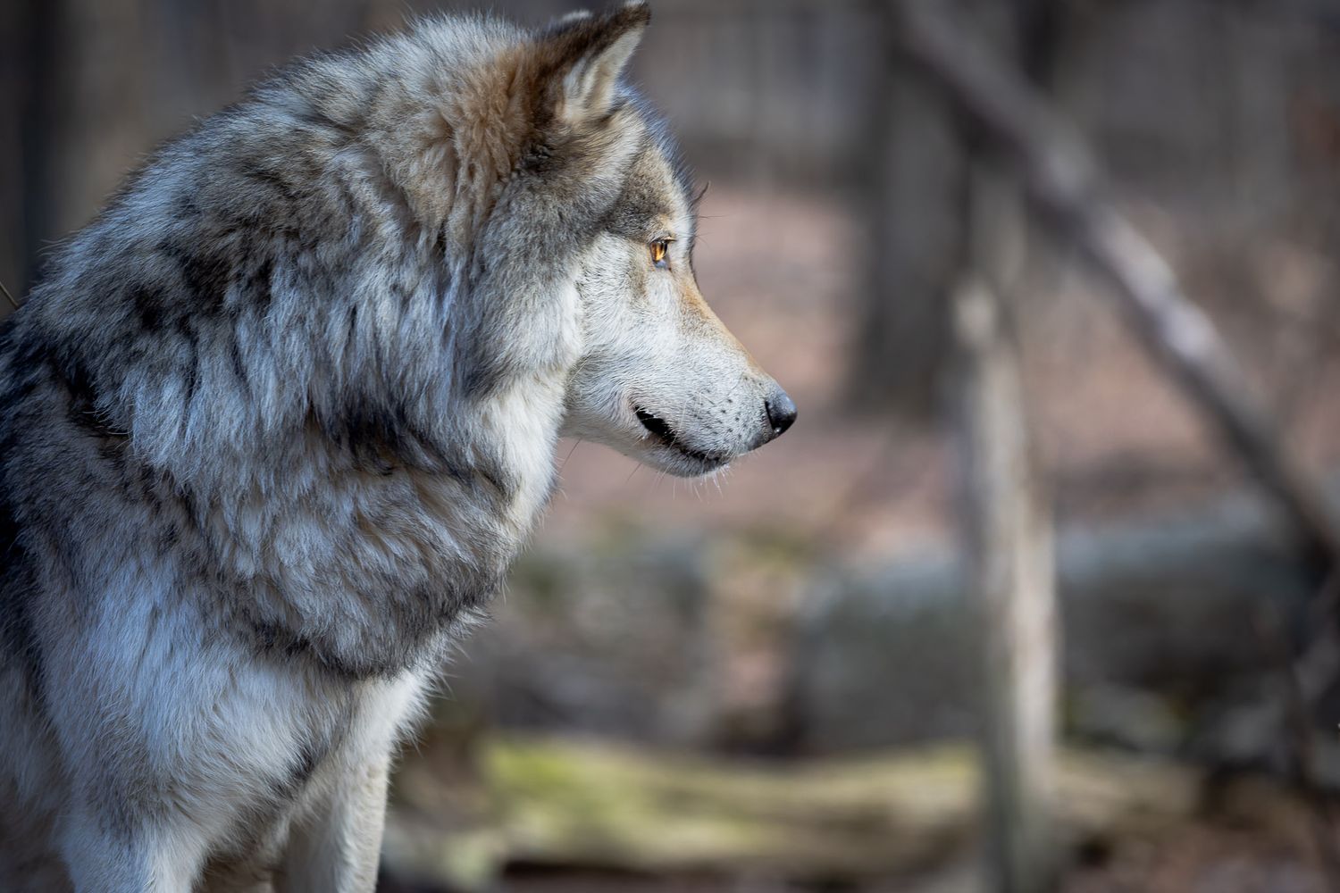 Gray wolf profile at Lakota Wolf Preserve in Columbia NJ, natural light wildlife portrait with soft forest background
